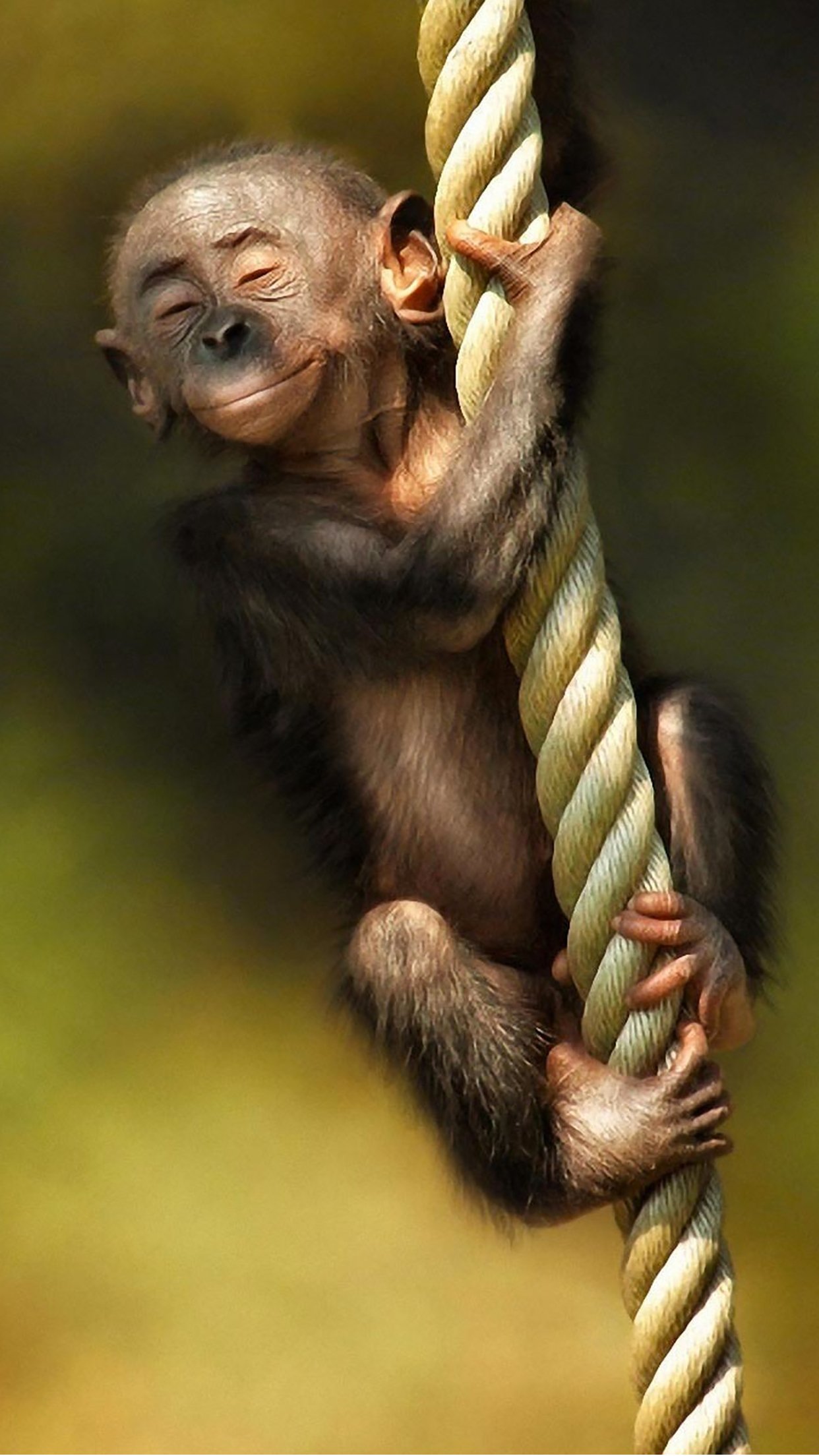 Monkey Smile Wallpaper for iPhone Pro Max, X, 6