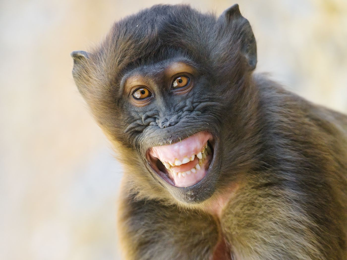 Download wallpaper 1400x1050 monkey, animal, glance, smile, funny, positive standard 4:3 HD background