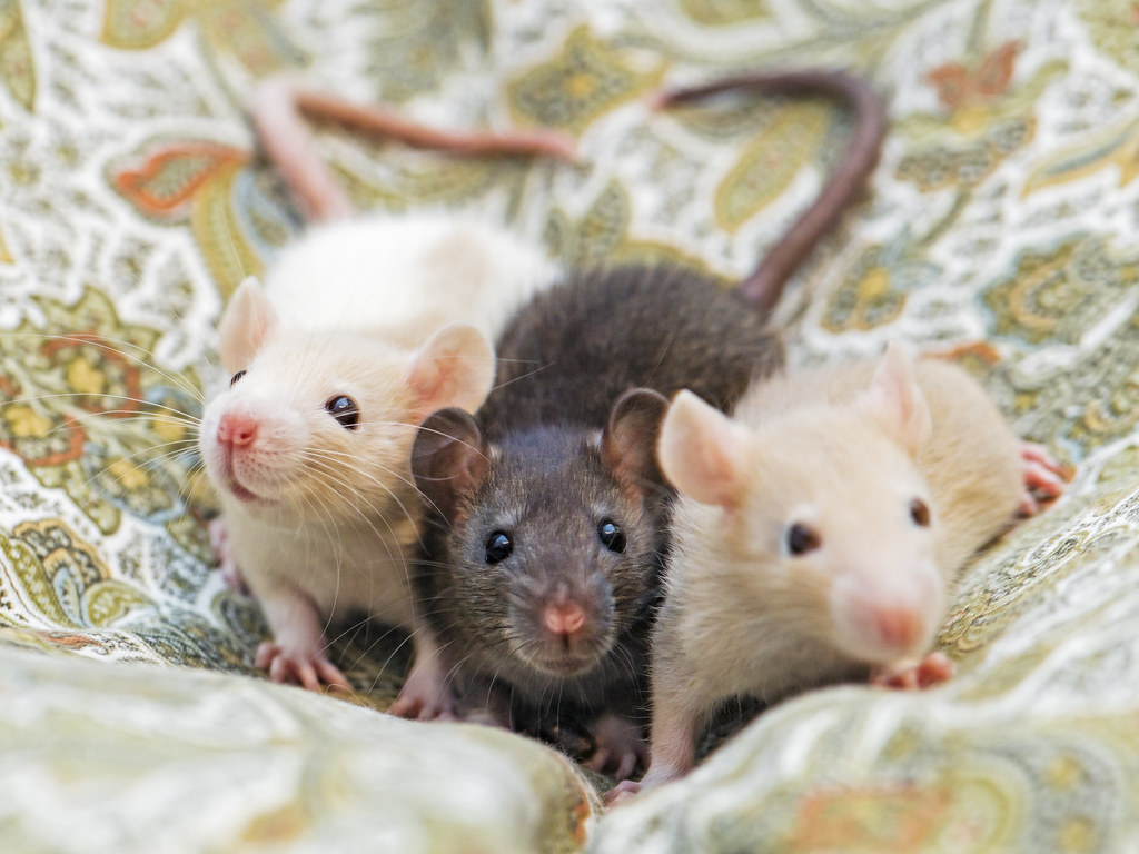Baby Rats Wallpapers - Wallpaper Cave