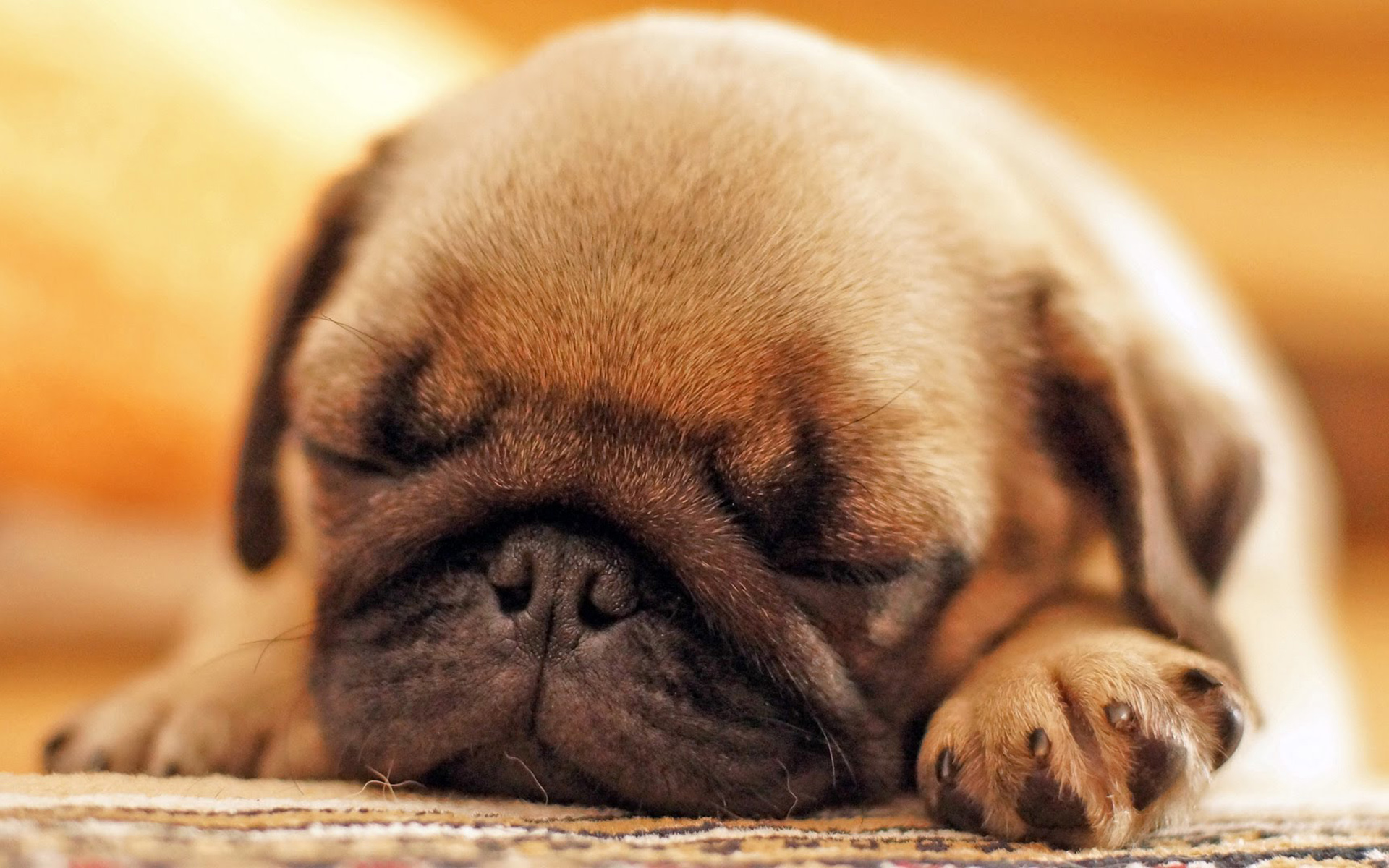 Download Wallpaper Pug, Sleeping Dog, Puppy, Close Up, Cute Dog, Pets, Small Pug, Cute Animals, Dogs, Pug Dog For Desktop With Resolution 1920x1200. High Quality HD Picture Wallpaper
