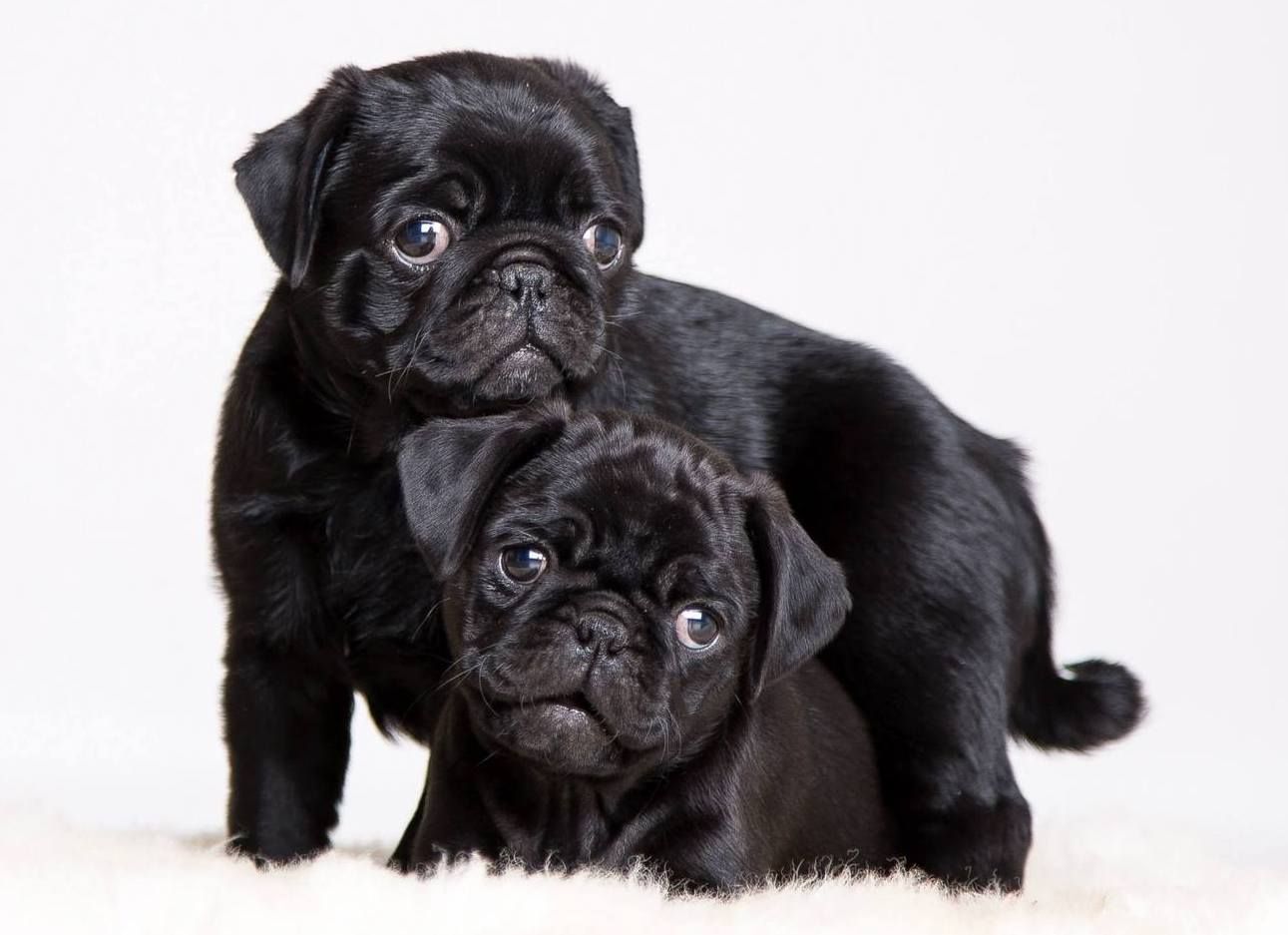 PUG WALLPAPER SCREENSAVER. Black pug puppies, Pug puppies, Cute pugs