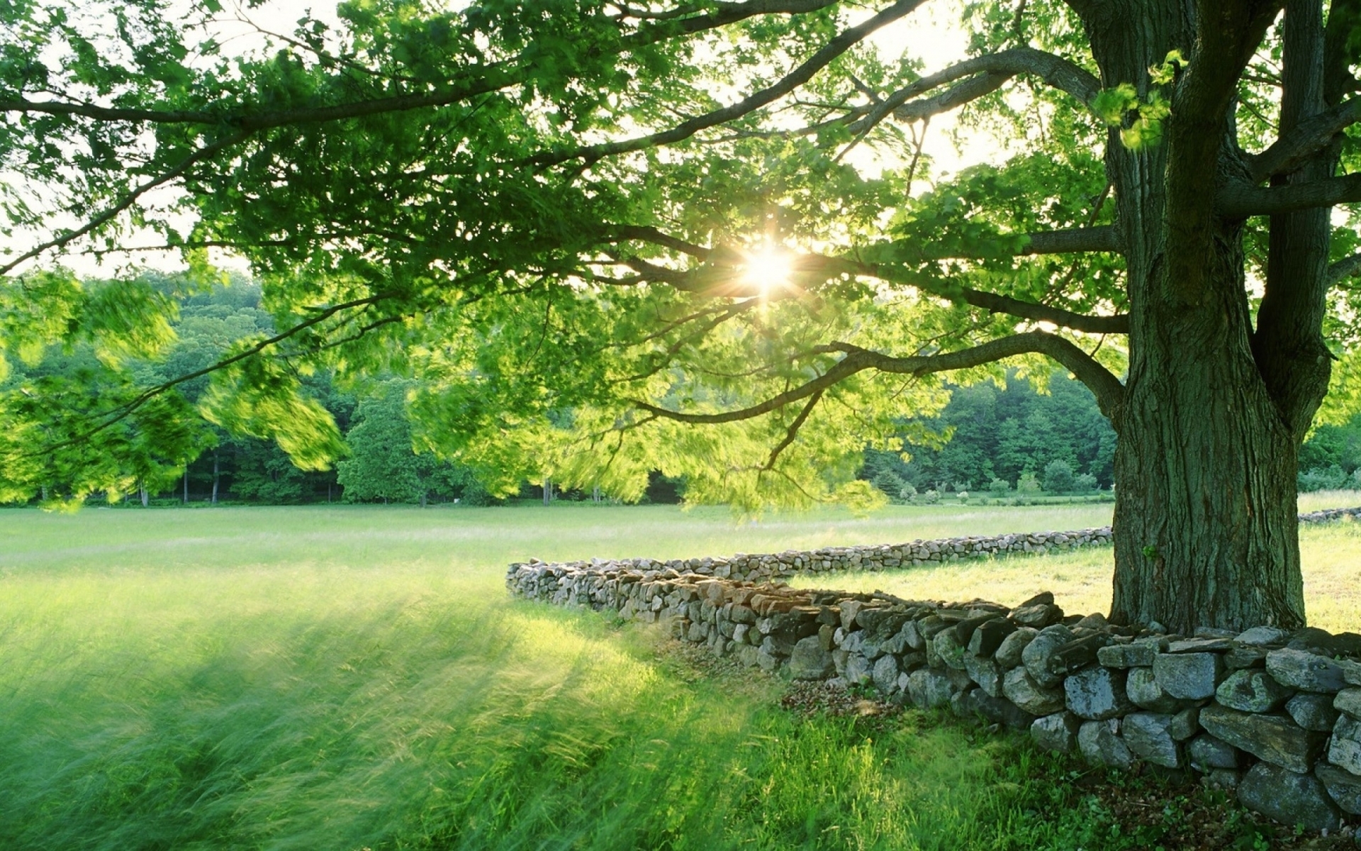 nature, Landscapes, Fields, Grass, Trees, Sun, Sunlight, Spring, Seasonal, Stone, Fence, Rocks, Leaves Wallpaper HD / Desktop and Mobile Background