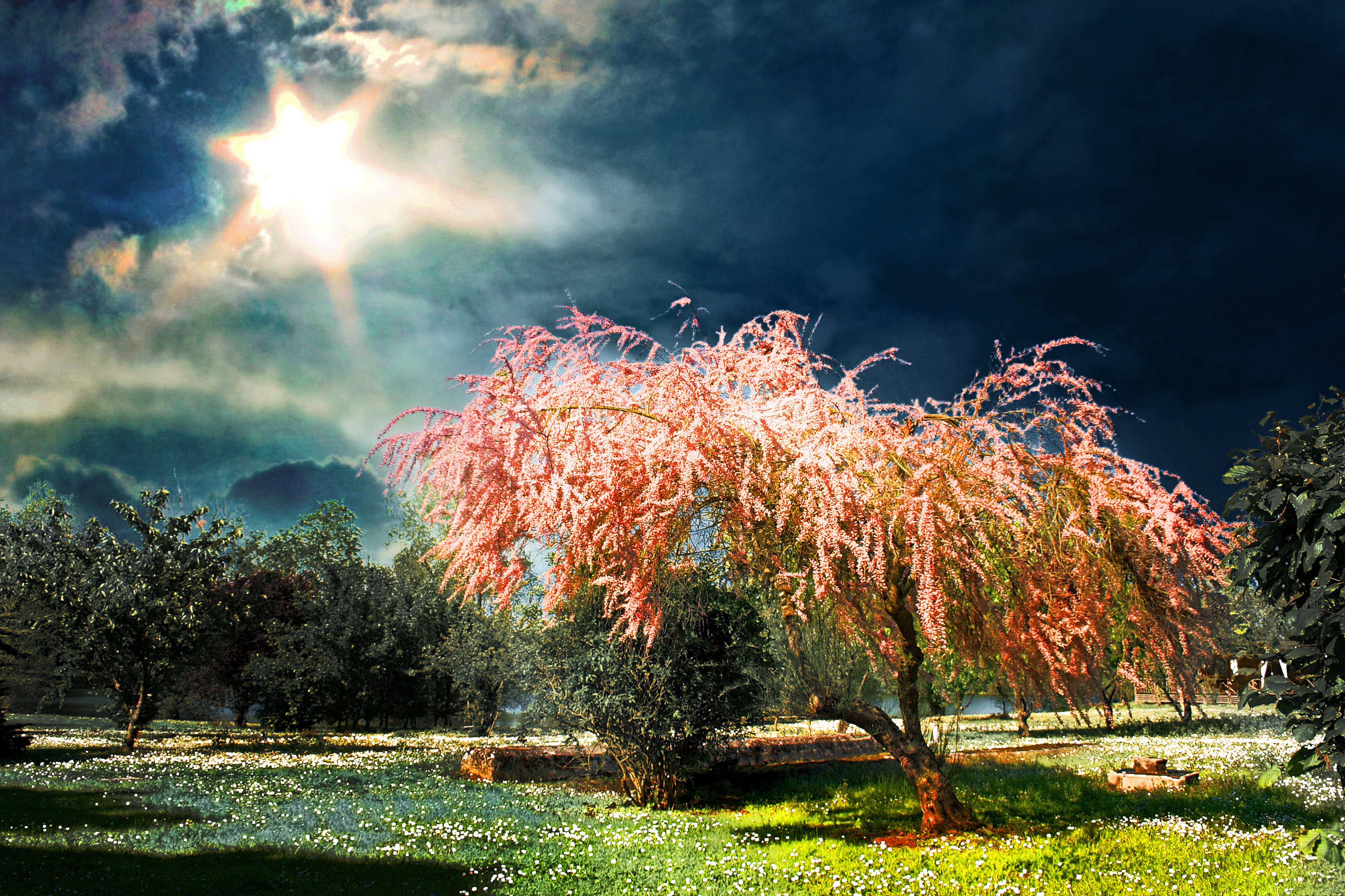 Trees under the sunlight 4k Ultra HD Wallpaper