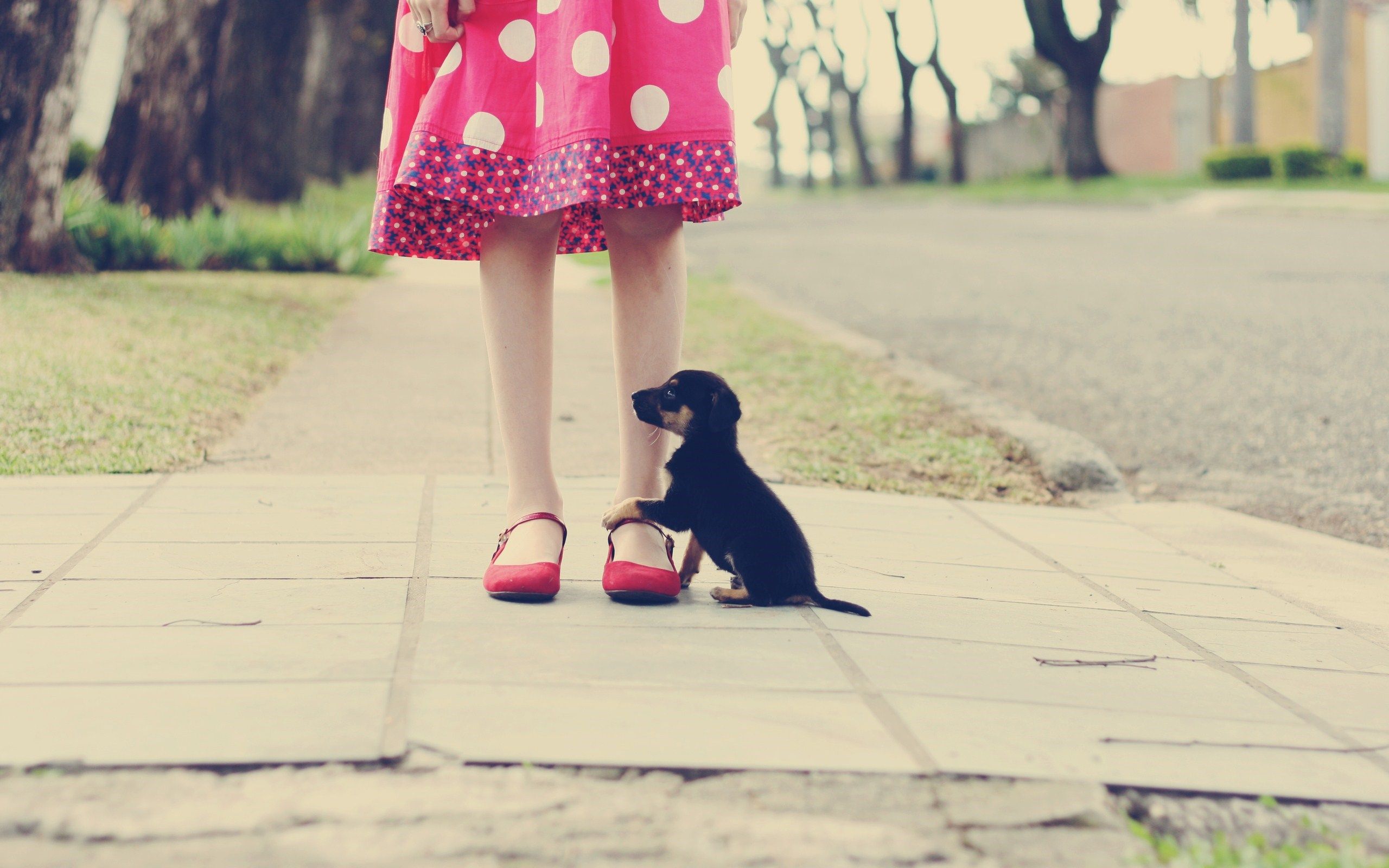 Mood Girl Pink Dress Polka Dots Puppy Photo. Cute laptop wallpaper, Girl wallpaper, Girls pink dress