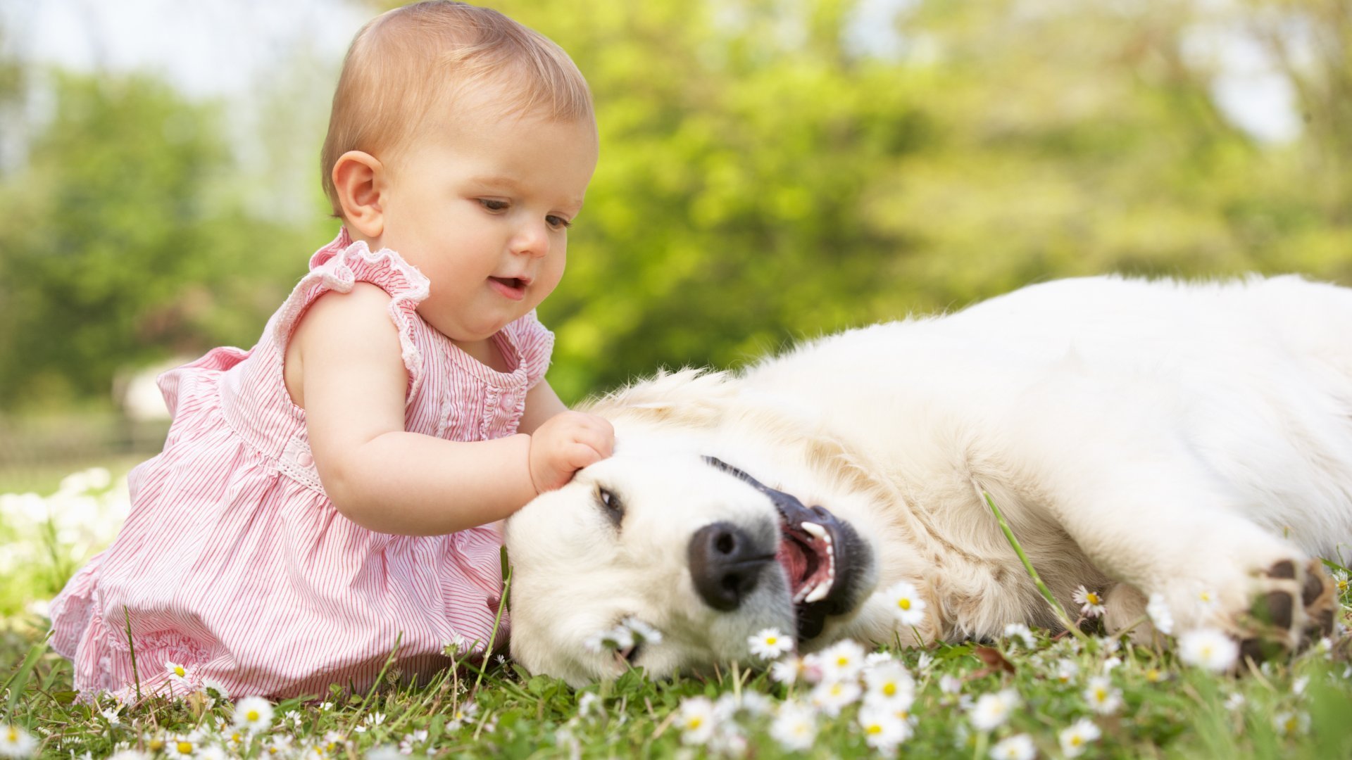 Cute Little Girl Playing With Dog HD wallpaper