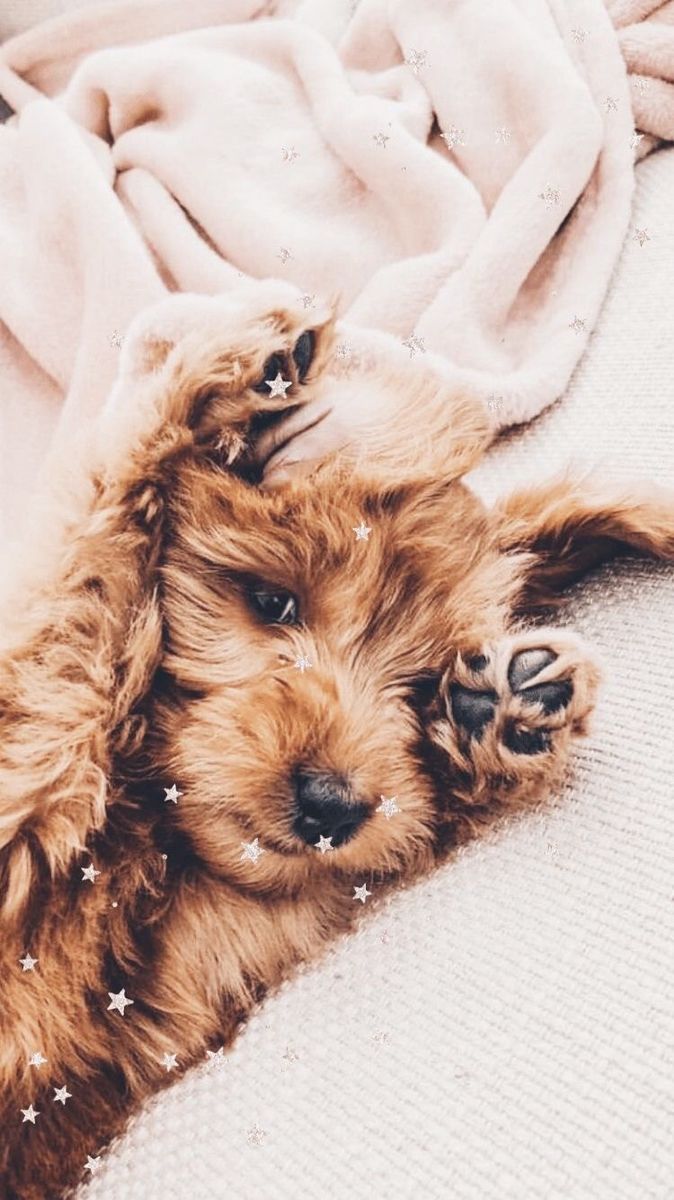 dOgGyS. Cute baby dogs, Cute puppy wallpaper, Cute dog wallpaper