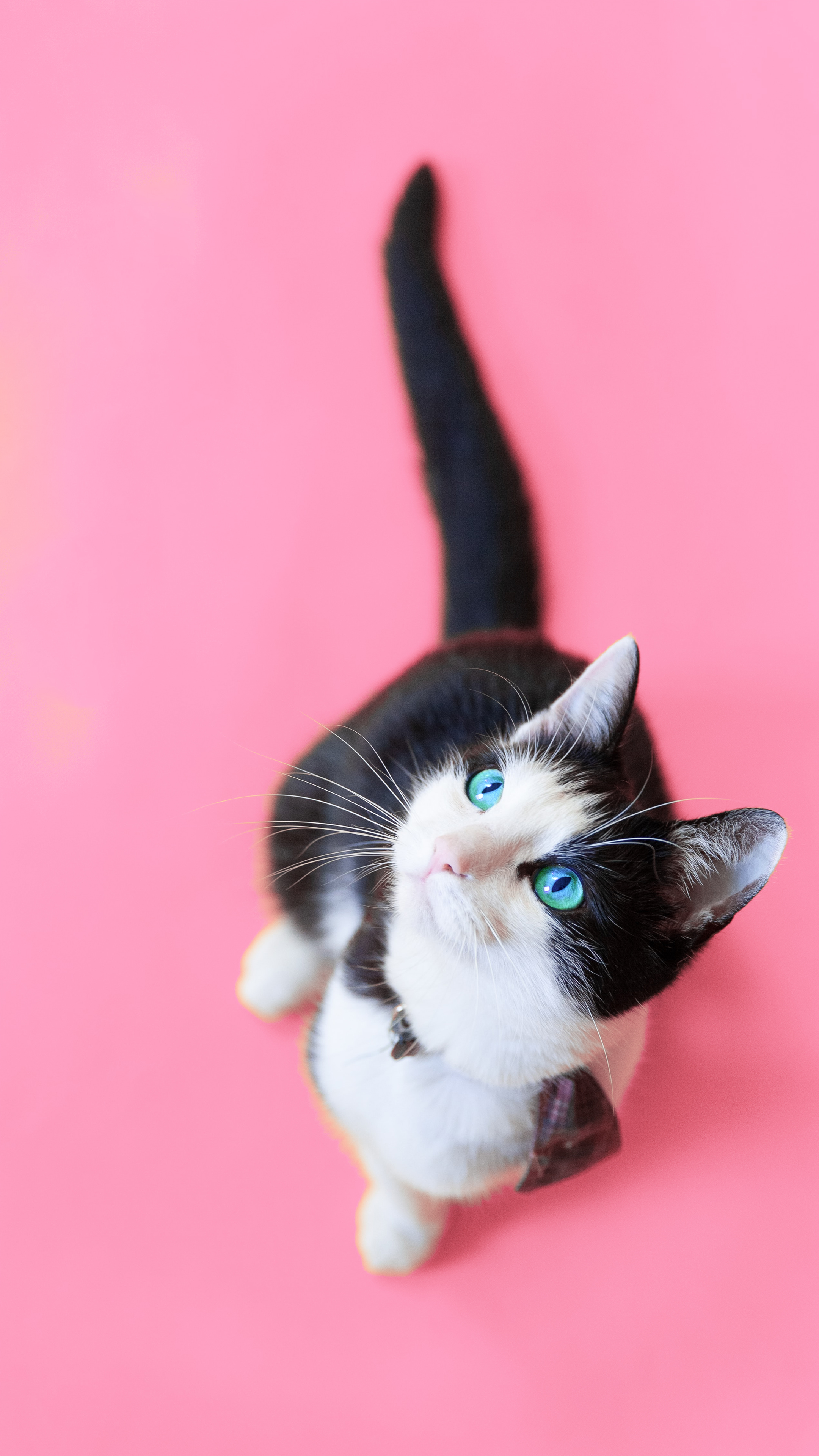 Cat Mobile Wallpaper Thypix 3