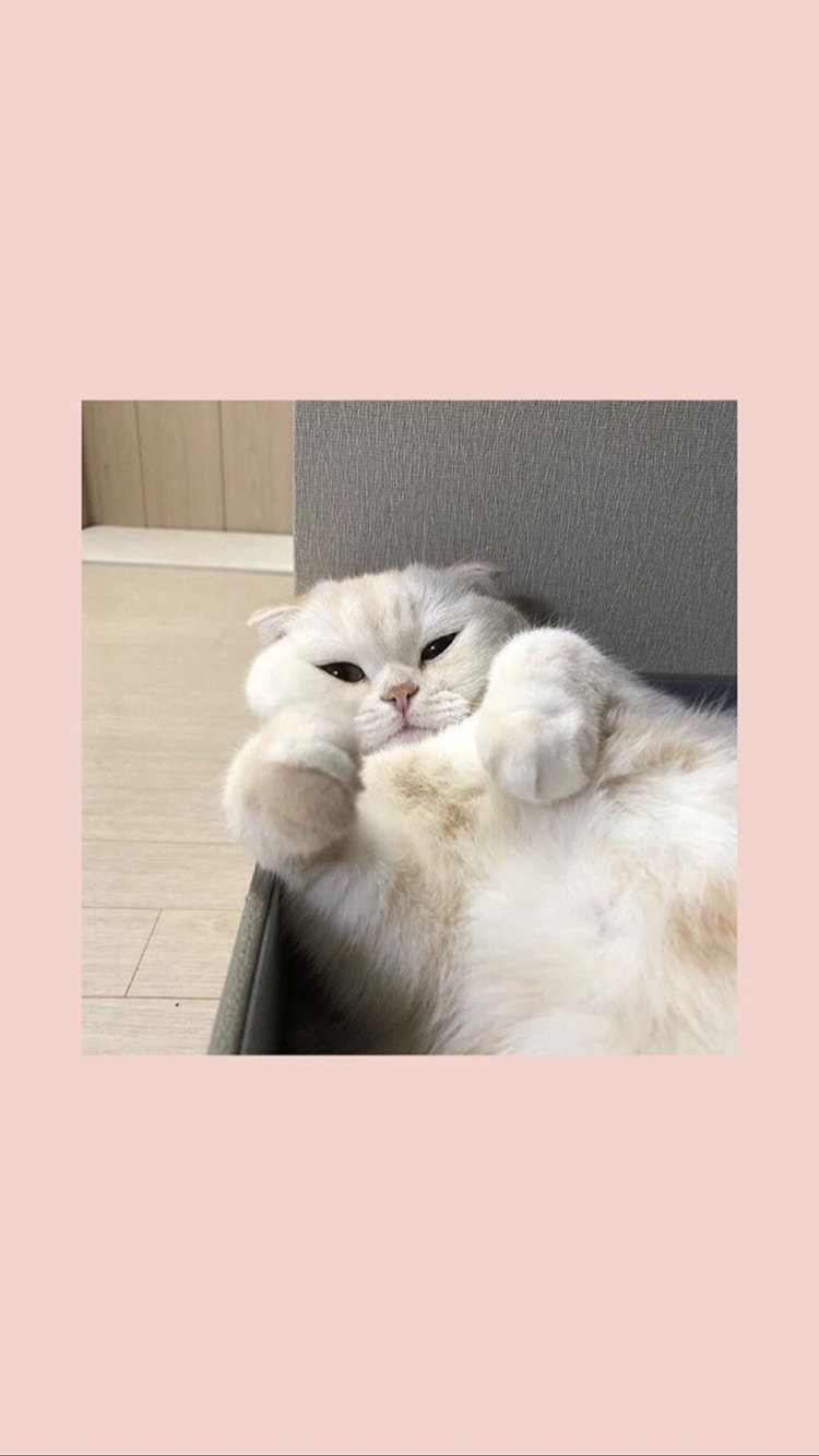 Cute Cat Aesthetic Wallpaper
