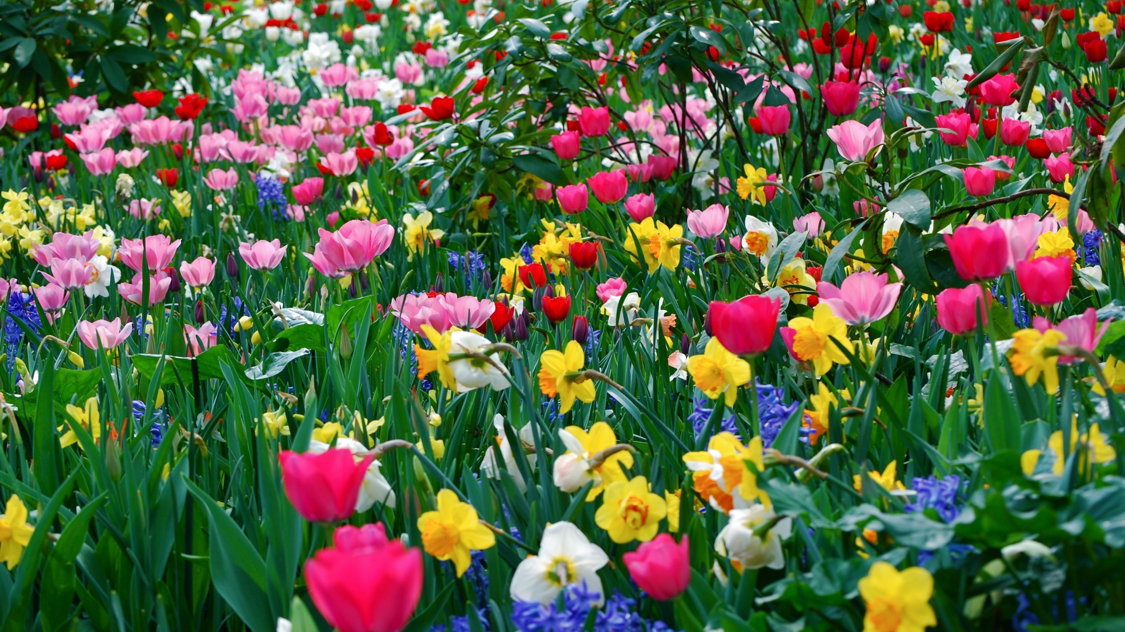Spring Flowers Desktop Wallpaper Free Spring Flowers Desktop Background