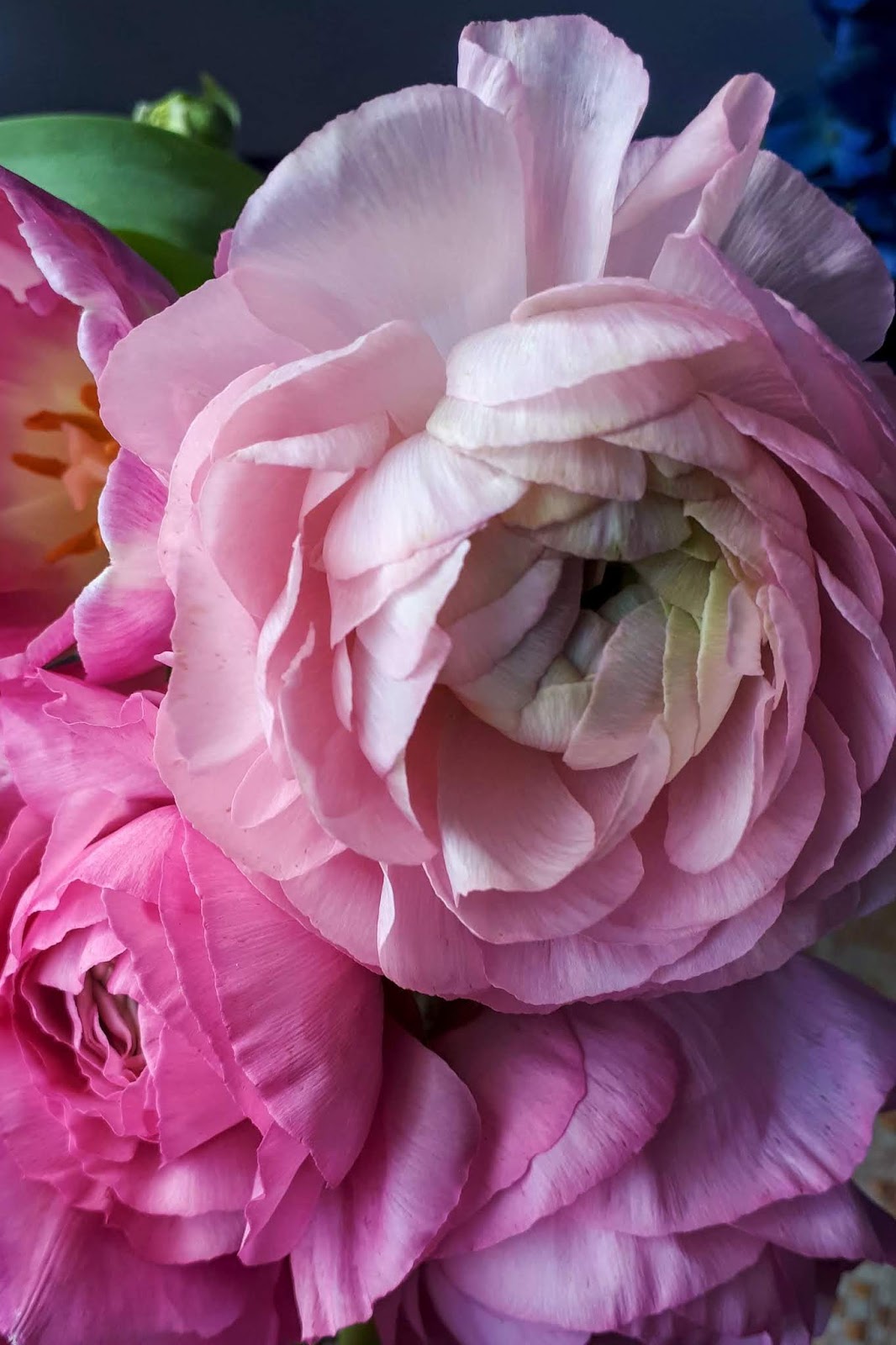 Widow's Endorphins: Goodbye Winter, Hello Spring!