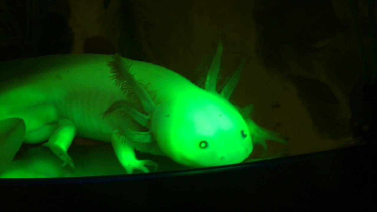 Axolotl Colors: 11 Types of Axolotl Morphs and Picture