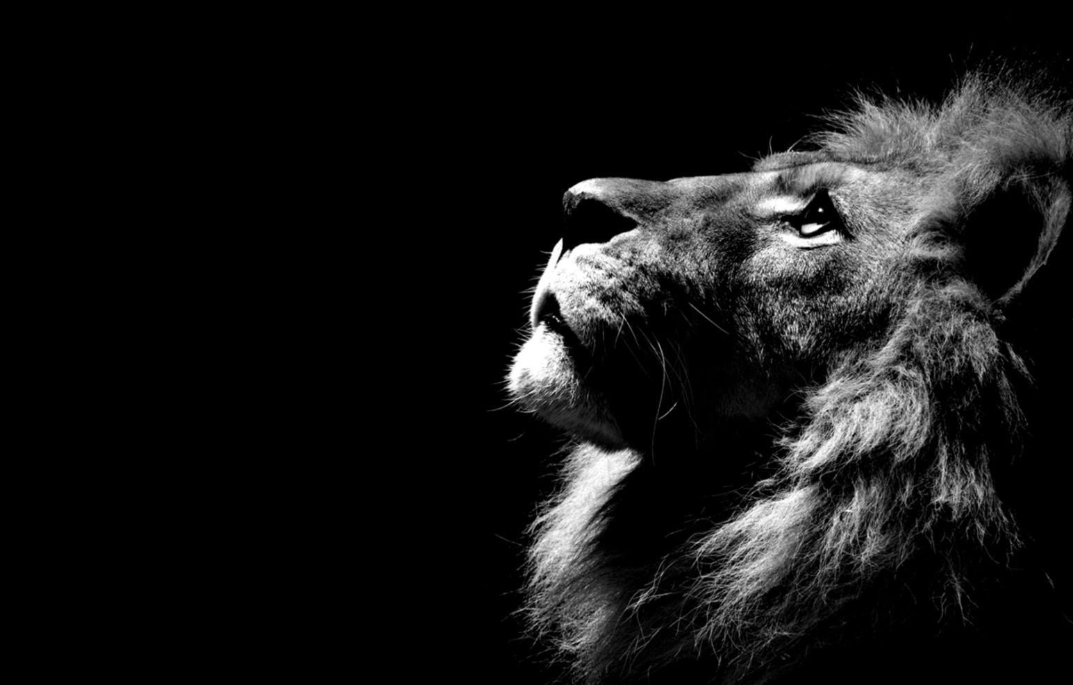 Hình nền sư tử buồn - Những trong giai đoạn buồn bã hay căng thẳng, hãy xem những hình nền sư tử buồn, những hình ảnh không chỉ thể hiện sự đau thương mà còn đem lại cho bạn sự cảm thông và hiểu biết sâu sắc hơn về cuộc đời.