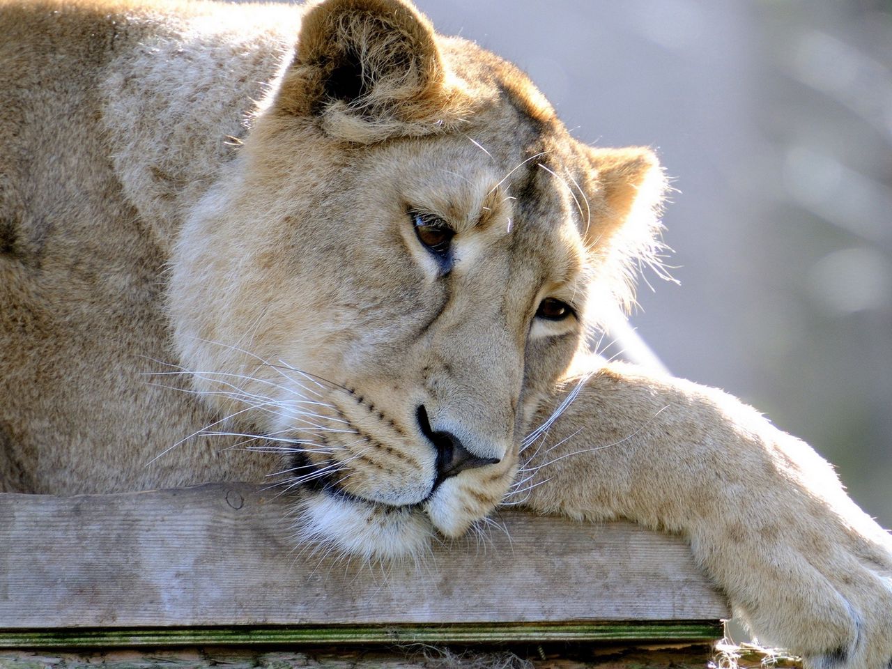 Download wallpaper 1280x960 lion, lioness, sleep, sad, down, paw, predator standard 4:3 HD background