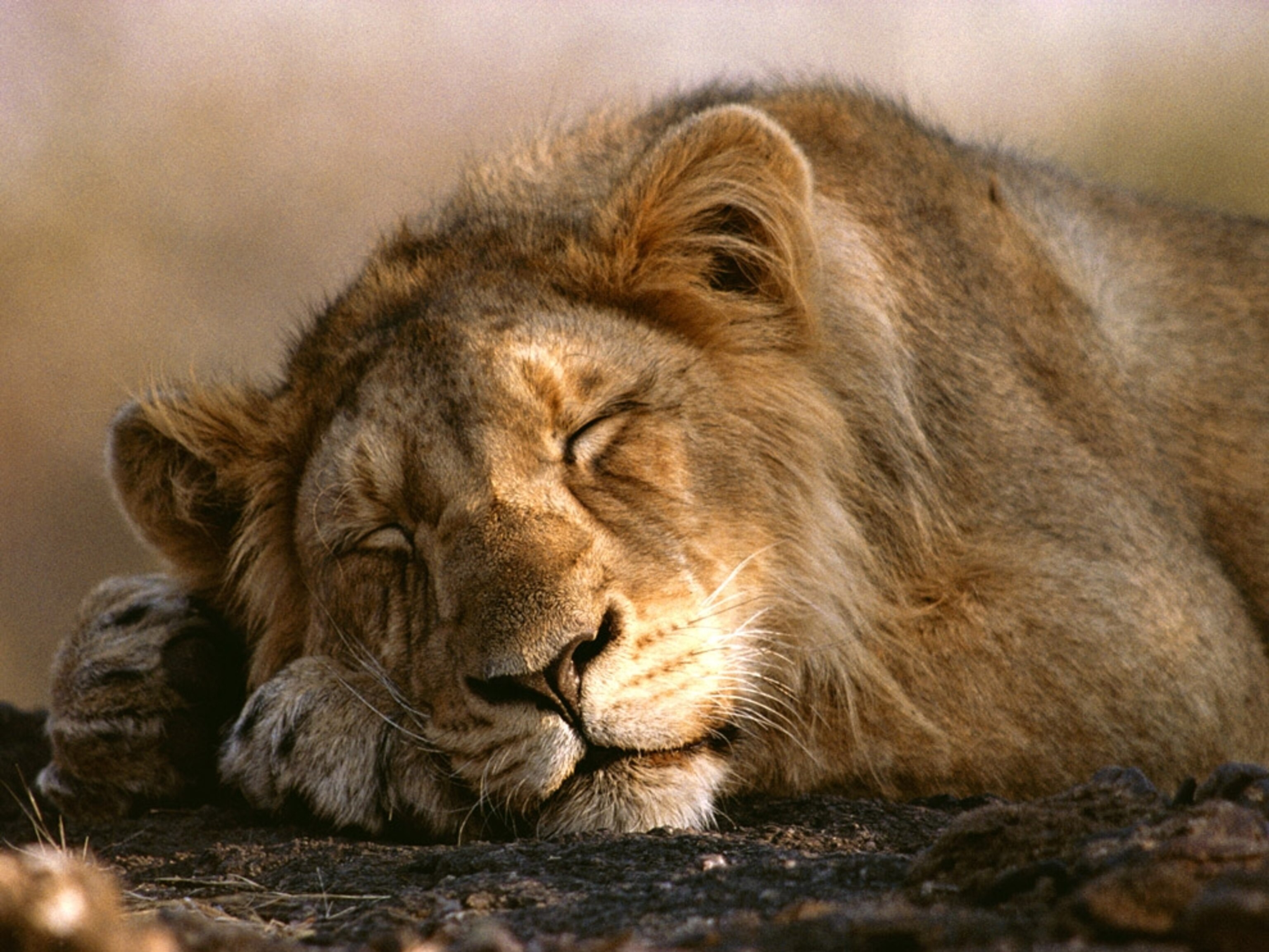 лев спит картинки
