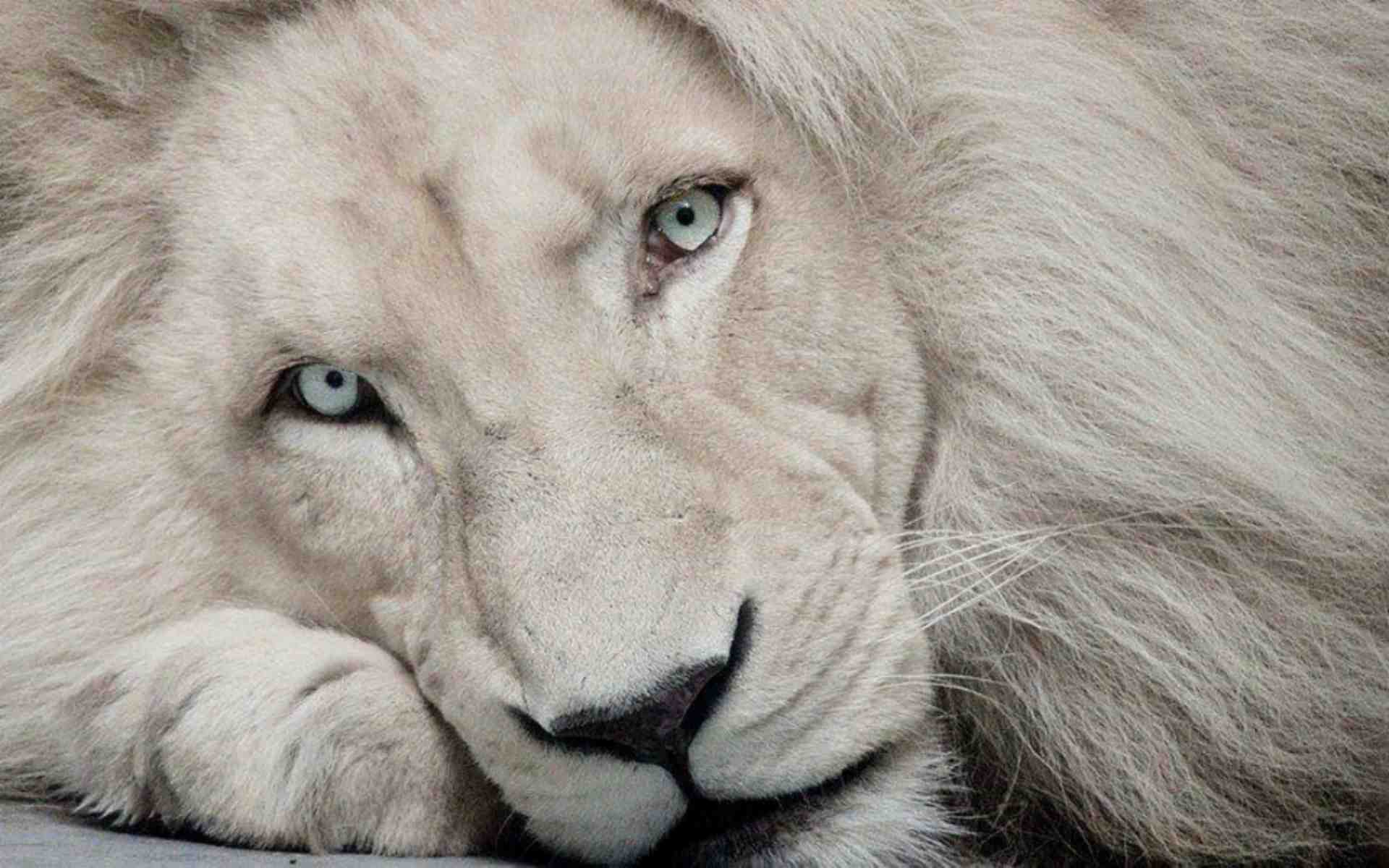 Free White Lion Eye Lion White