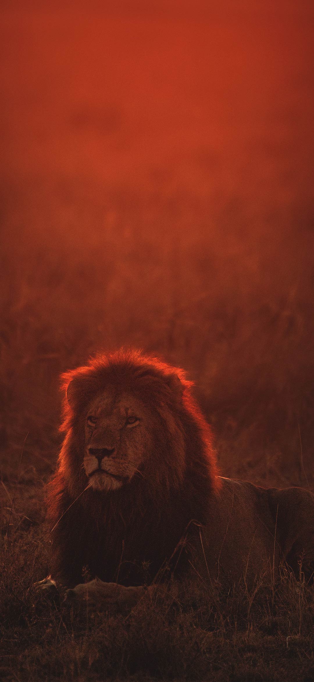 Sad lonely lion Wallpaper