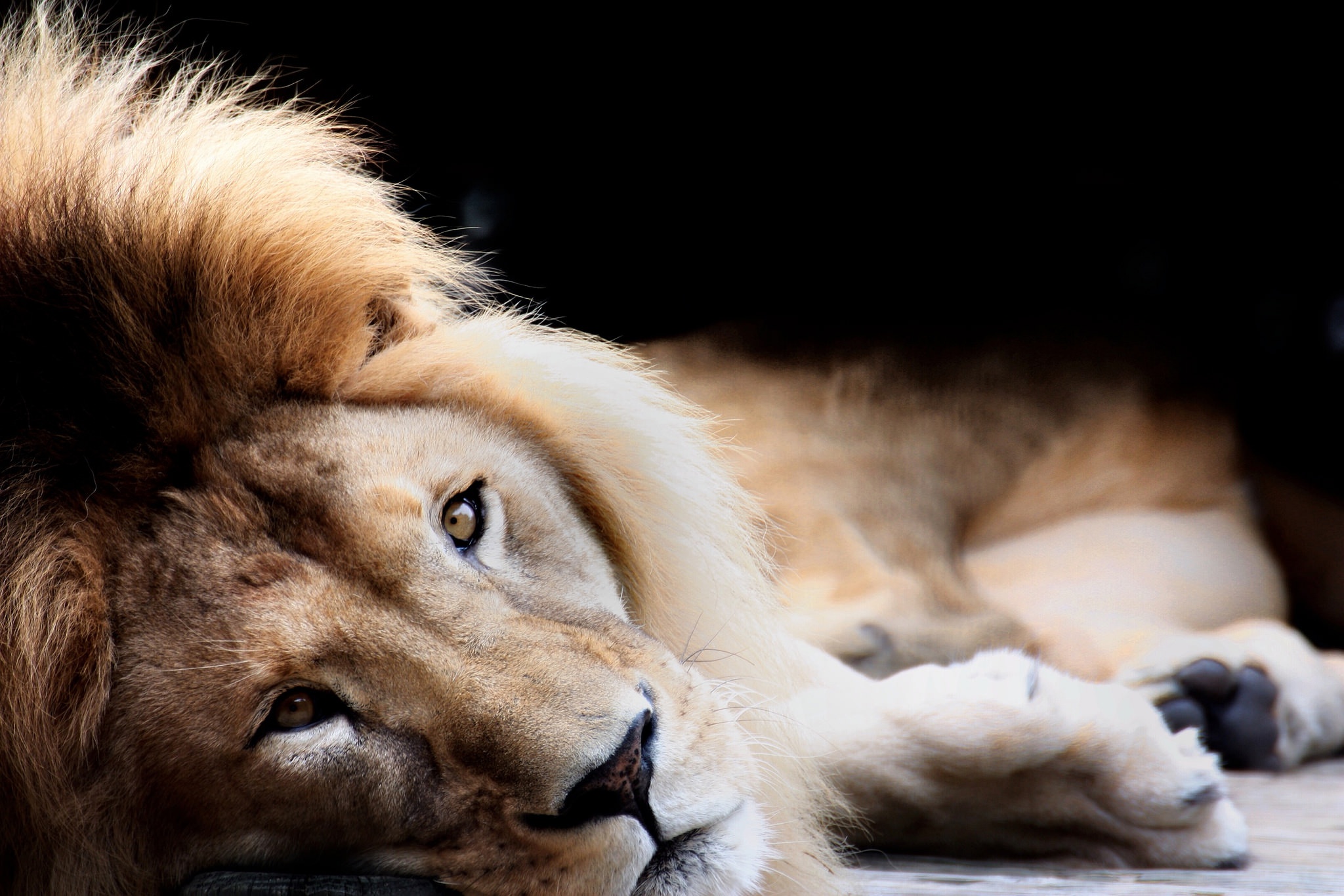 Lion HD Wallpaper, HD Wallpaper