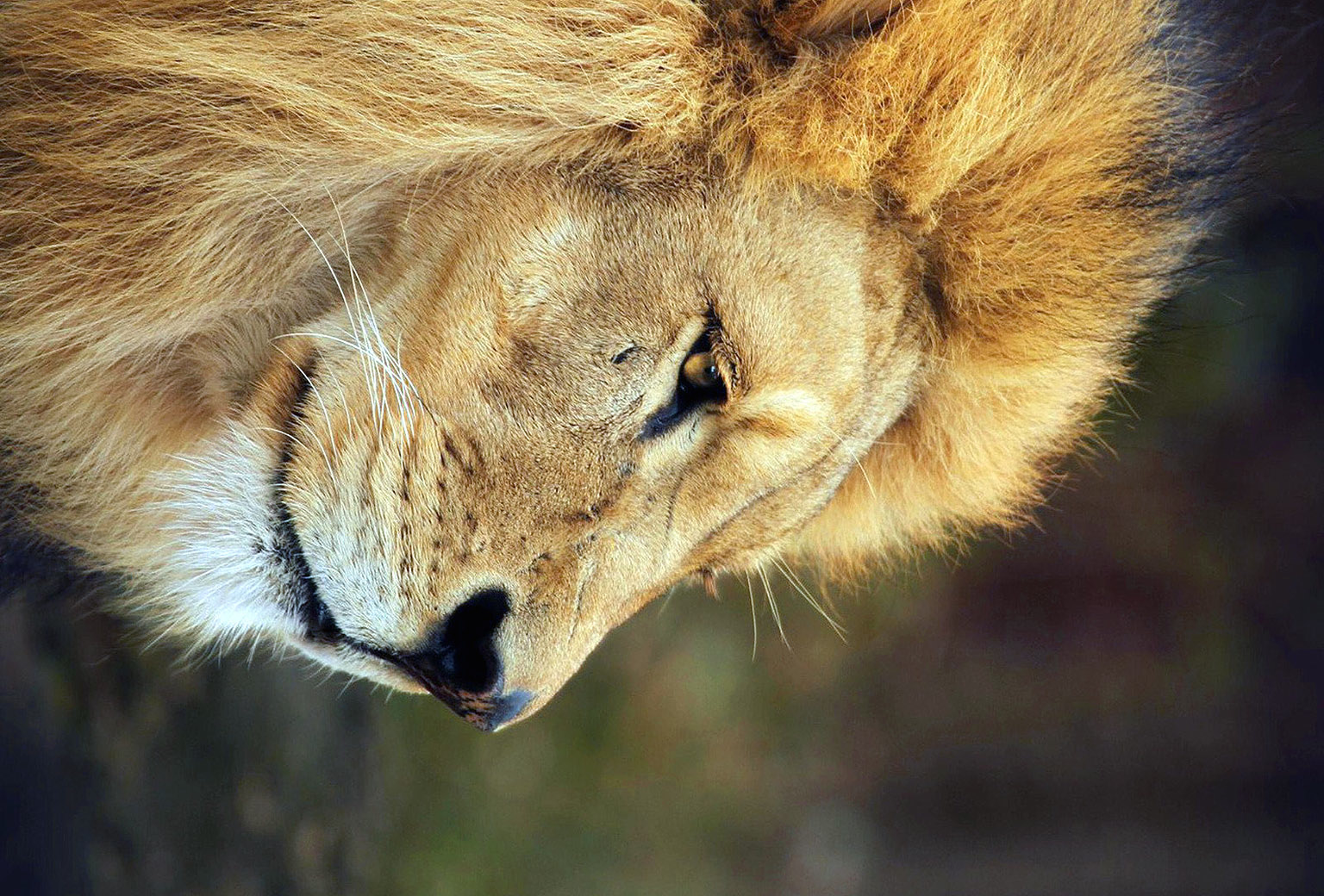 Lion wallpaper for iPhone and iPad