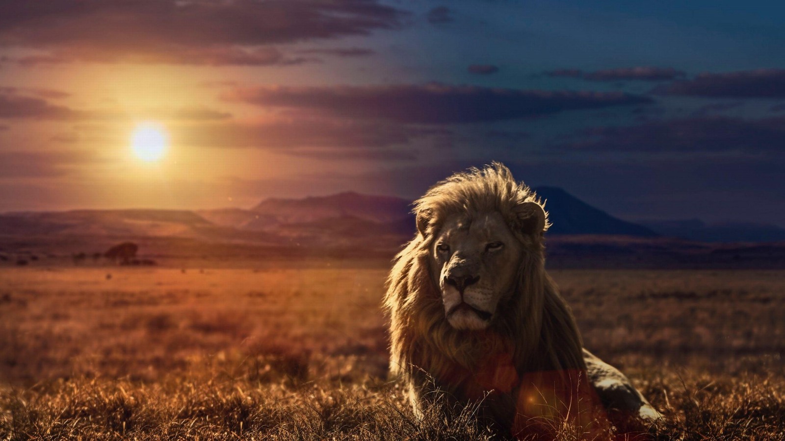 Lion HD Wallpaper Morning Stay Positive