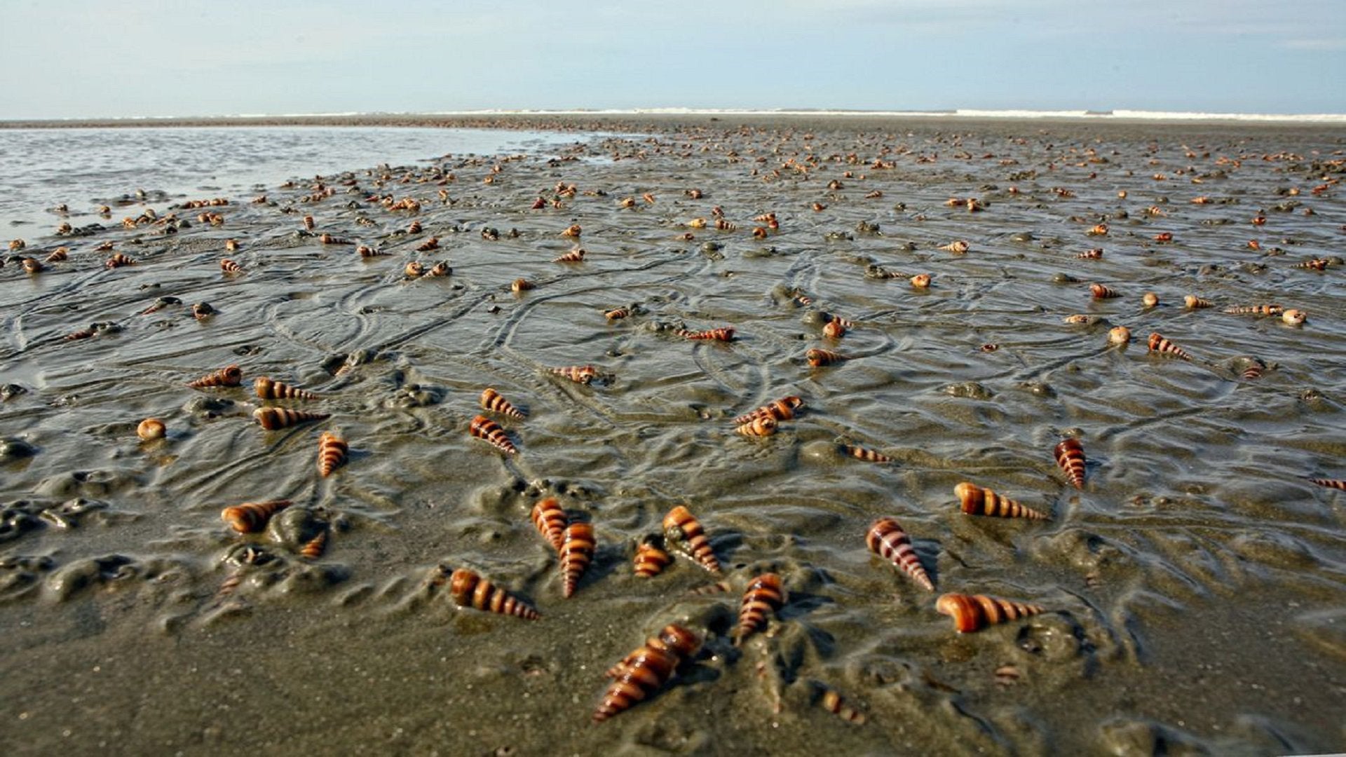 Snail in the Cox's bazar Sea beach.[1920x1080]