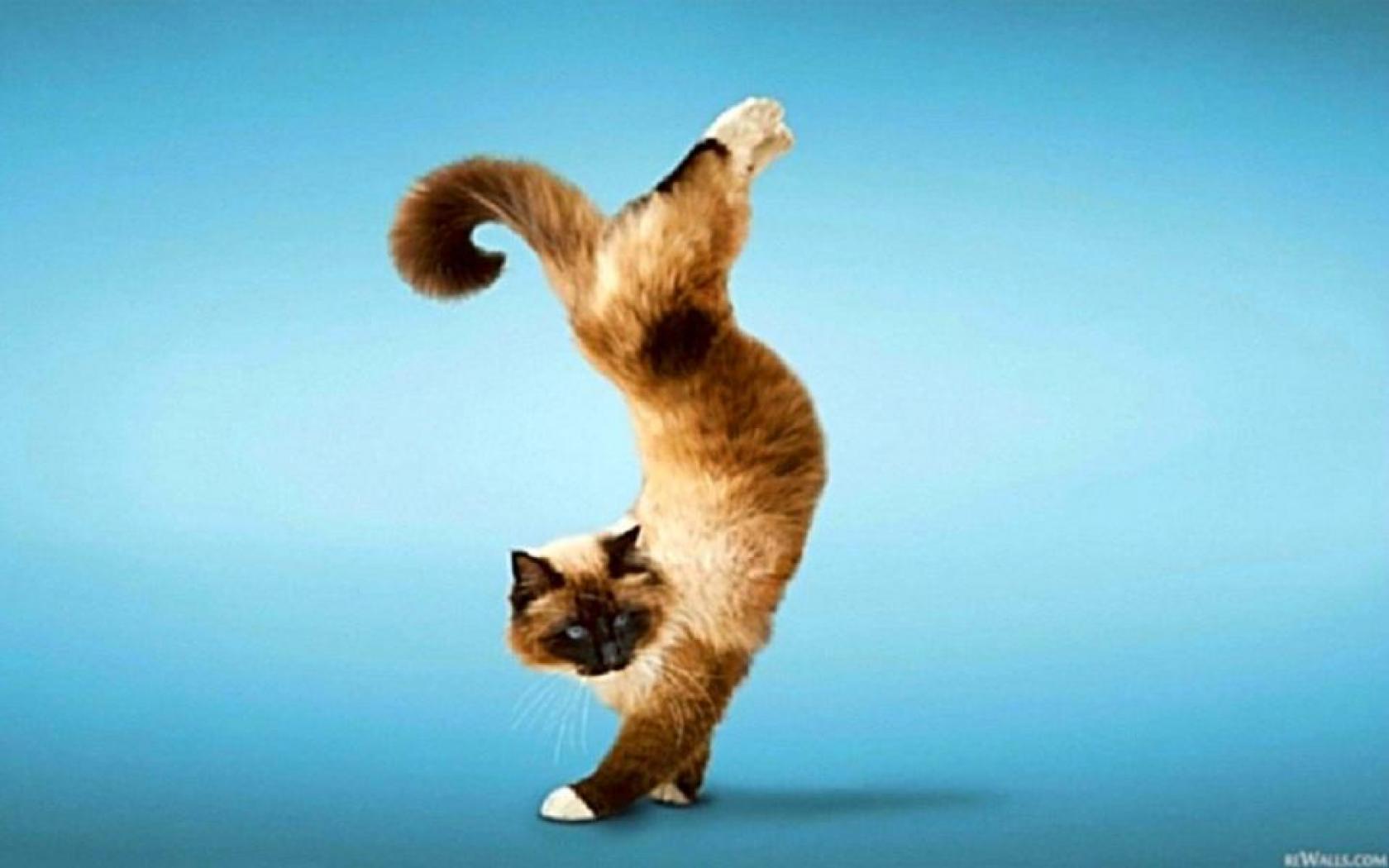 Dancing Cat