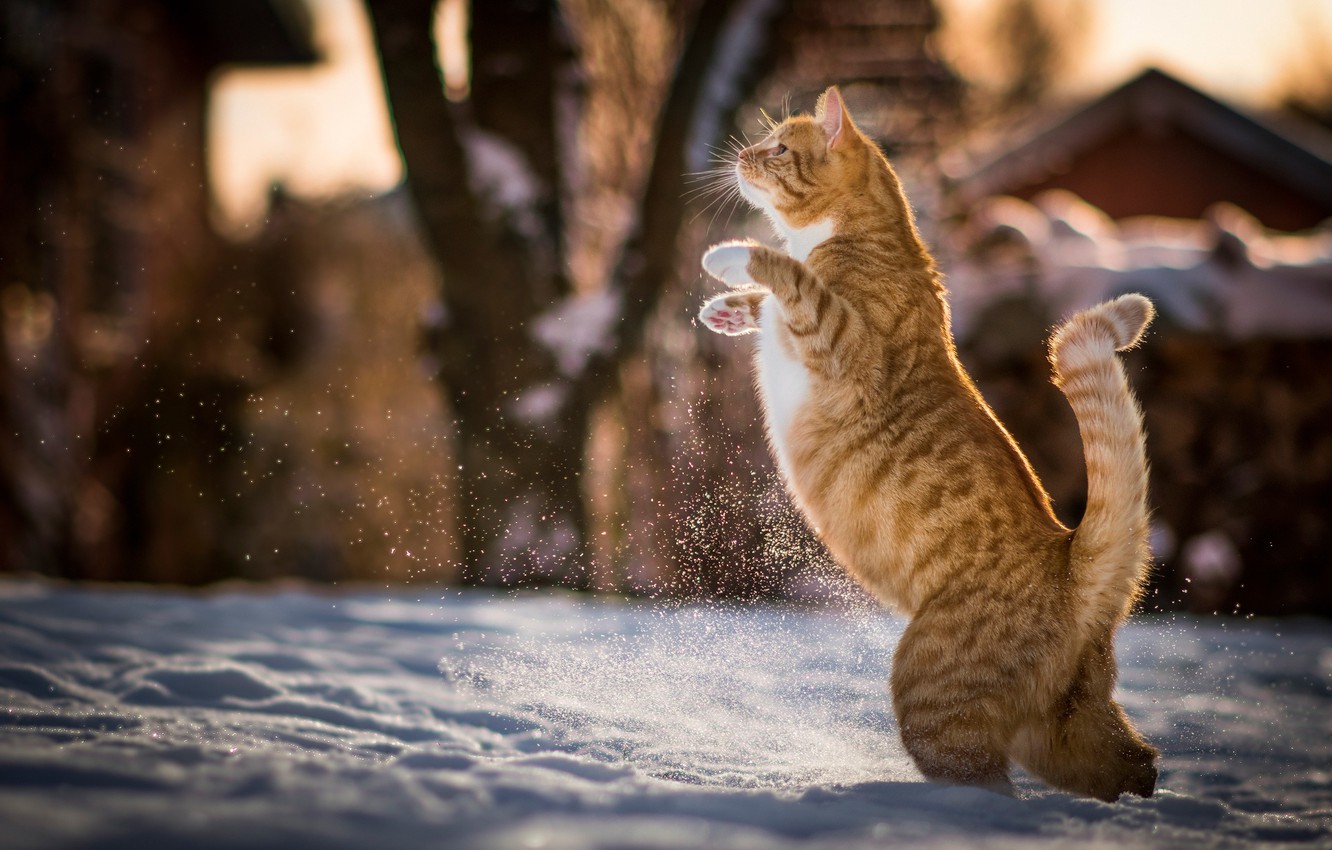 Wallpaper winter, cat, snow, red, Kote, on hind legs image for desktop, section кошки