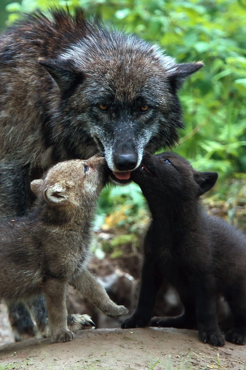 Download Wallpaper 800x1200 Wolf, Family, Babies, Care, Color Iphone 4s 4 For Parallax HD Background