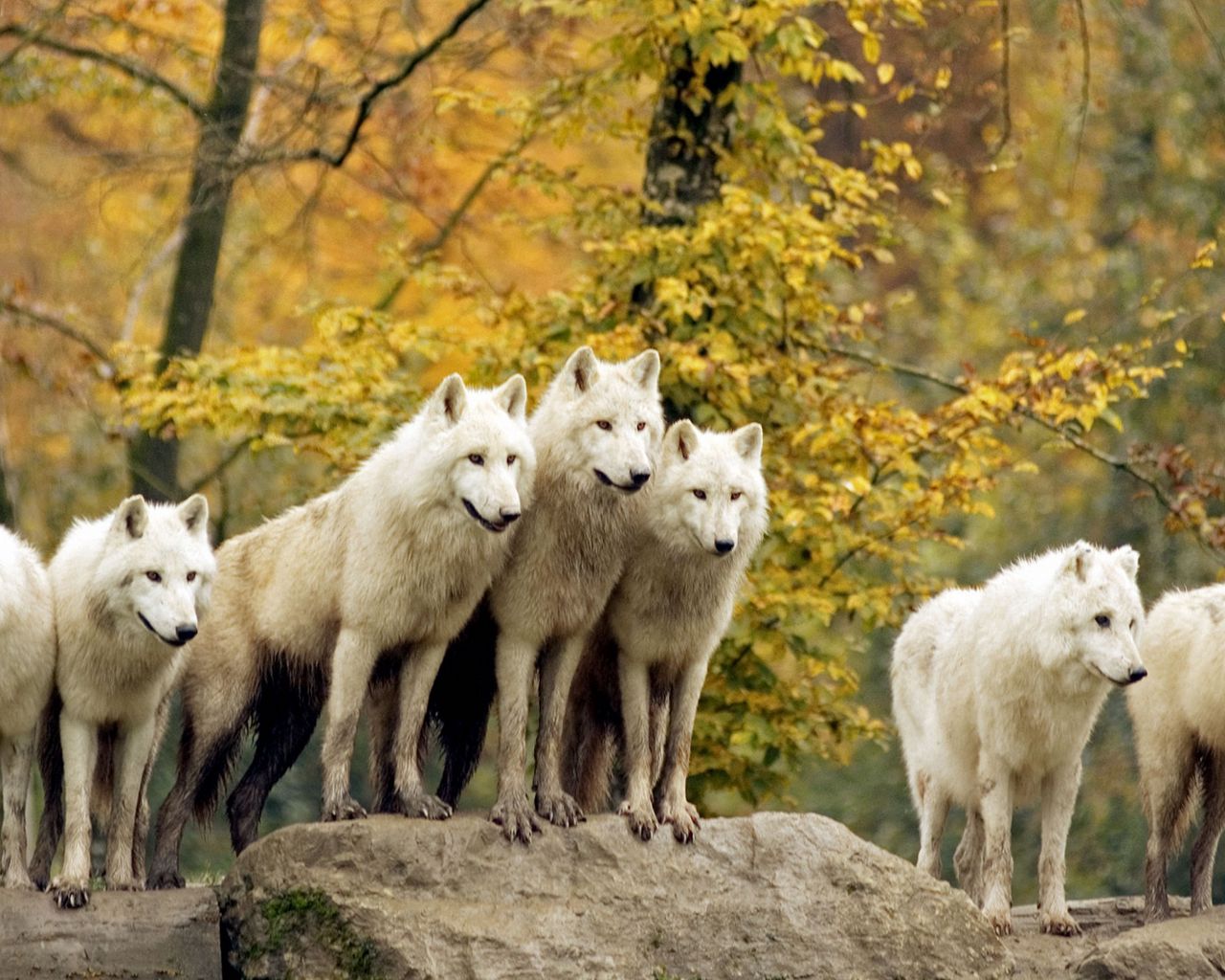 Download wallpaper 1280x1024 wolves, forest, flock, grass, trees, autumn, hunting, family standard 5:4 HD background