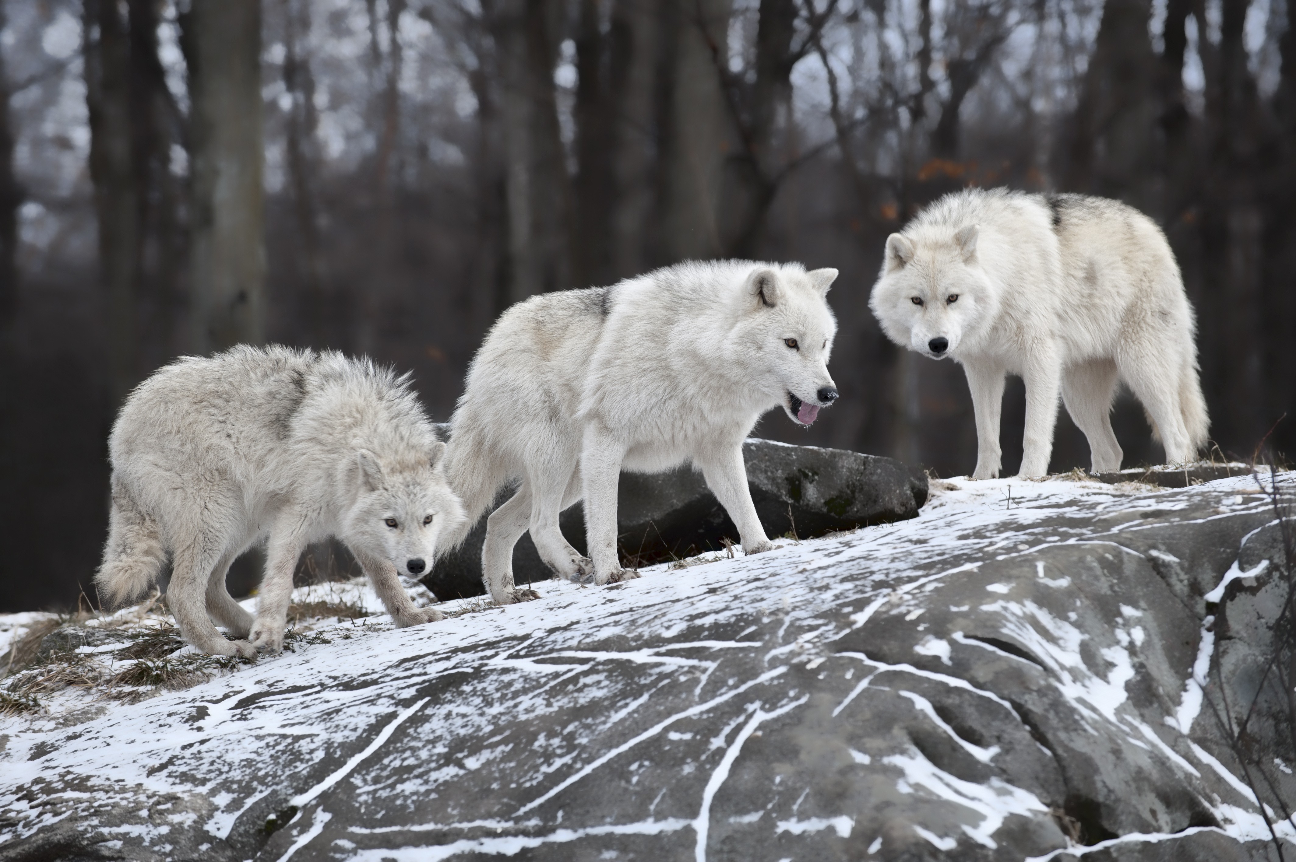 Nature Animals White Wolf Wolves Wallpaper Piece Canvas Wolf Wallpaper & Background Download