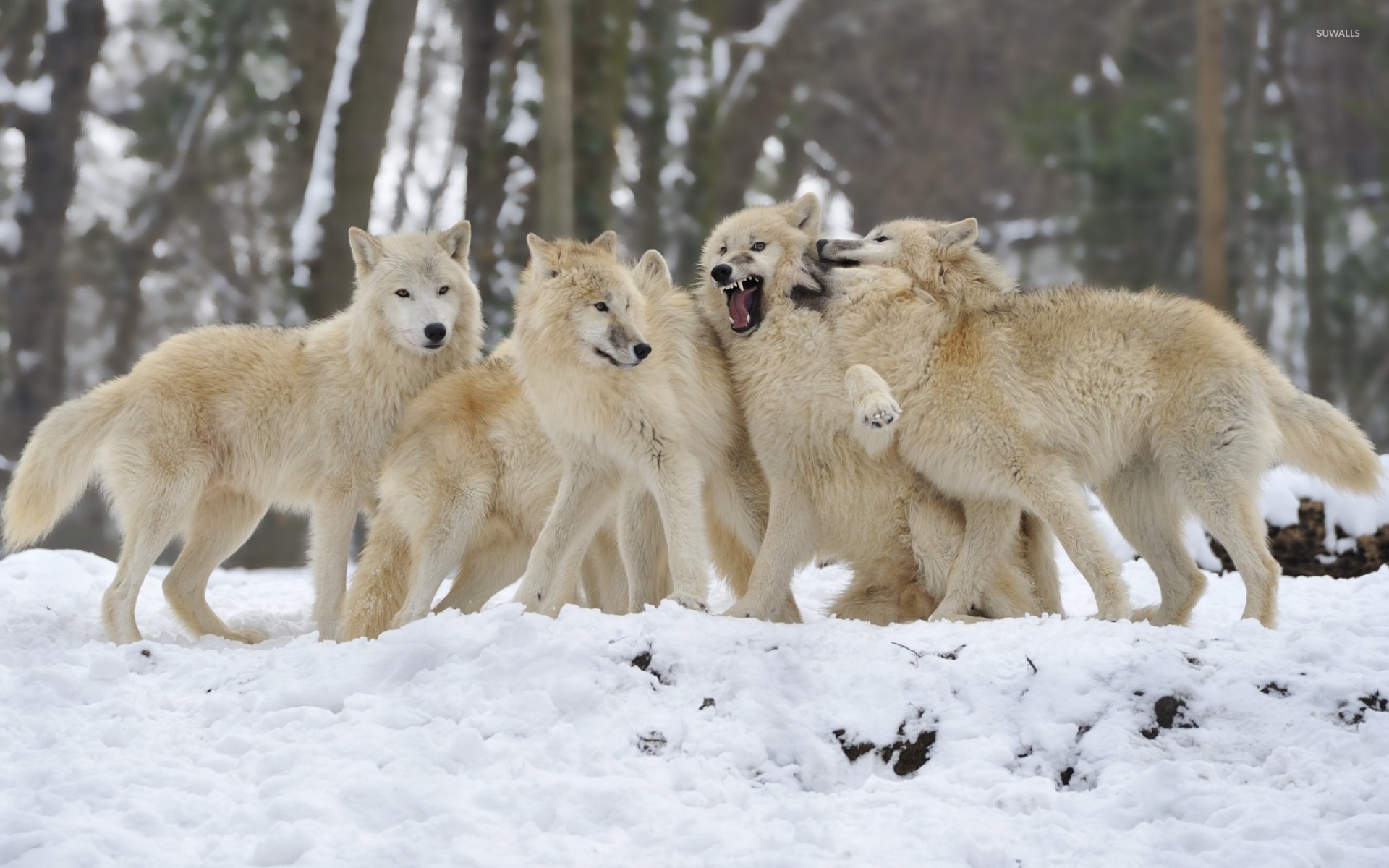 Free photo: Pack of Wolves, Ice, Pack