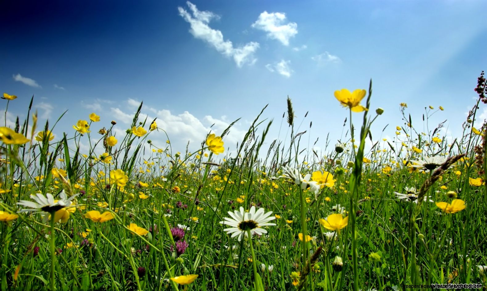 Free Spring Flowers Desktop Wallpaper Flower Field
