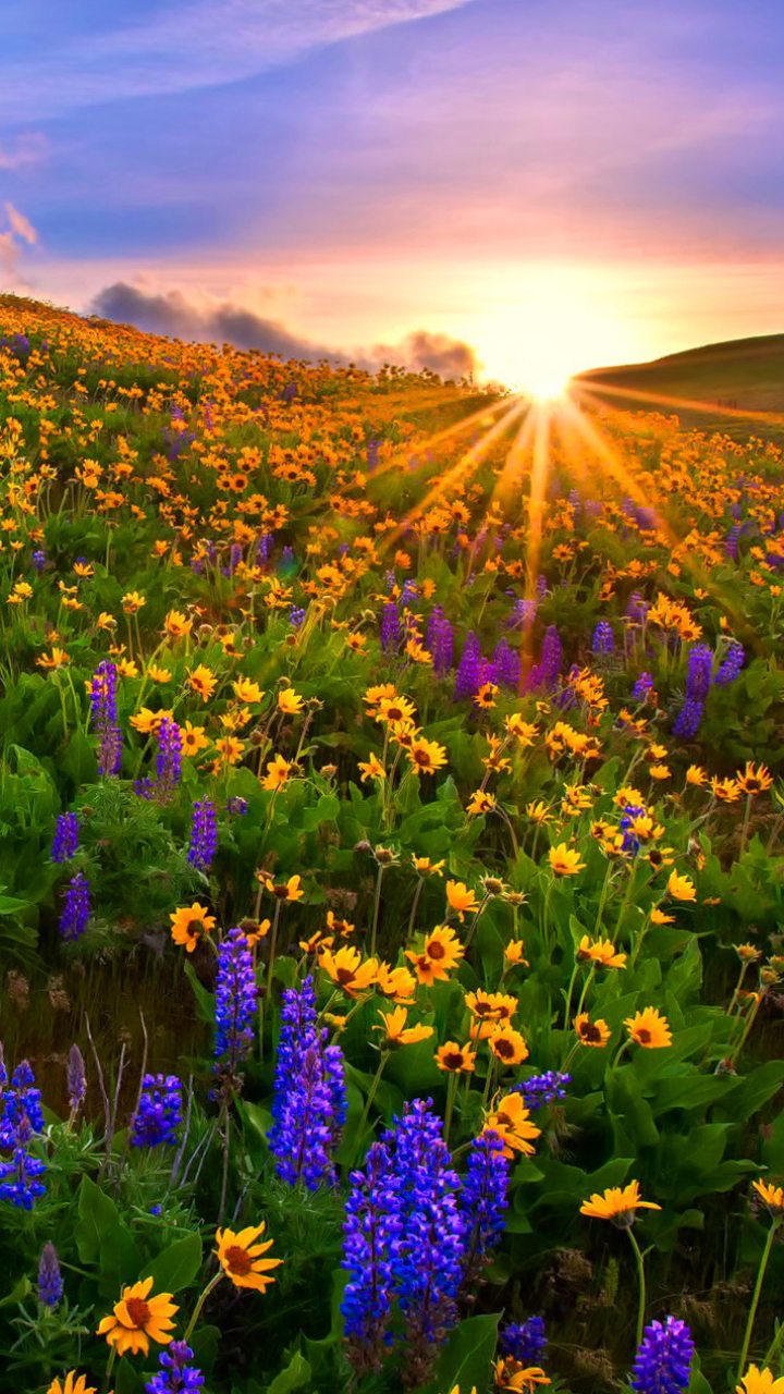 Spring Flower Field