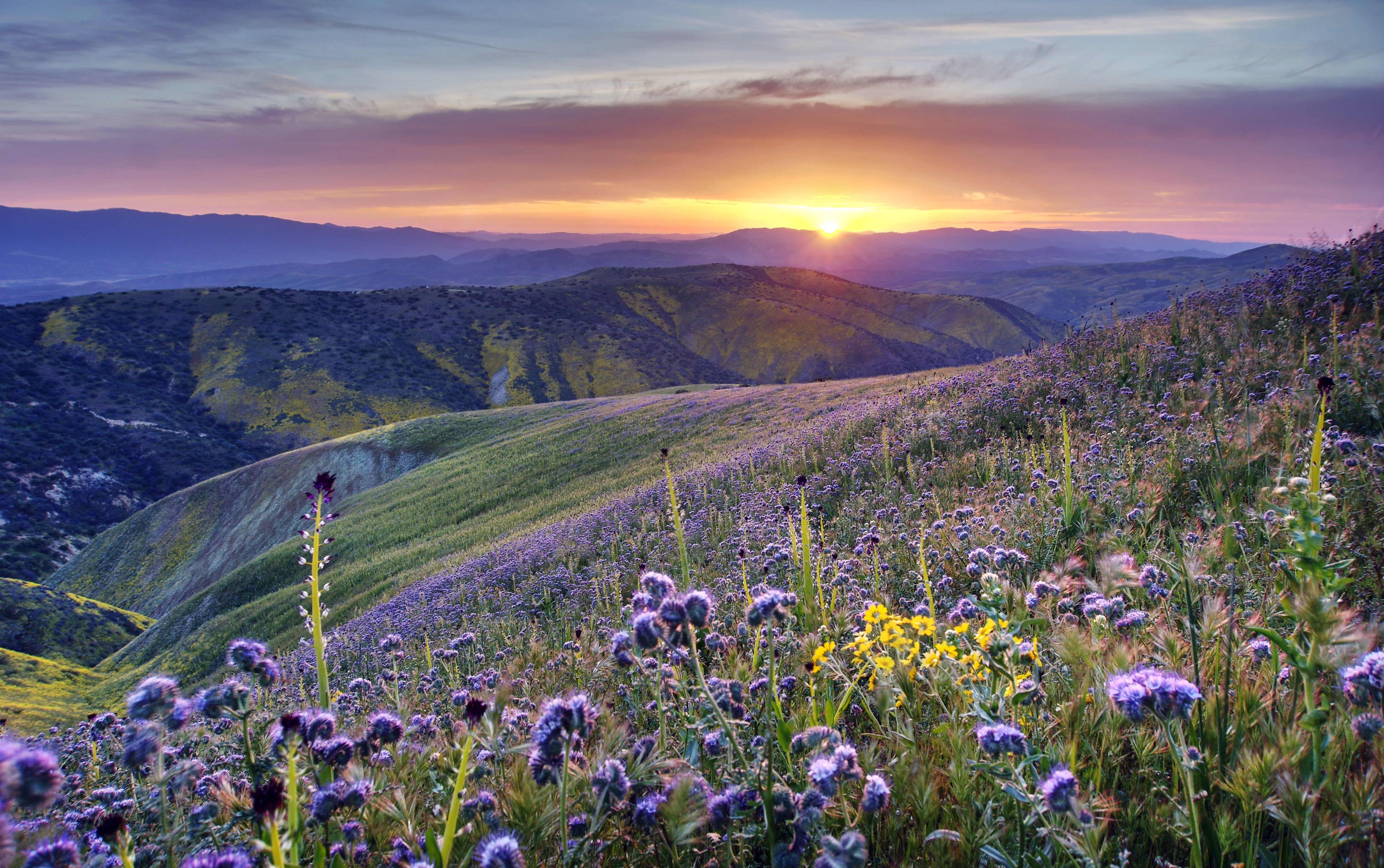 Spring Field Of Flowers