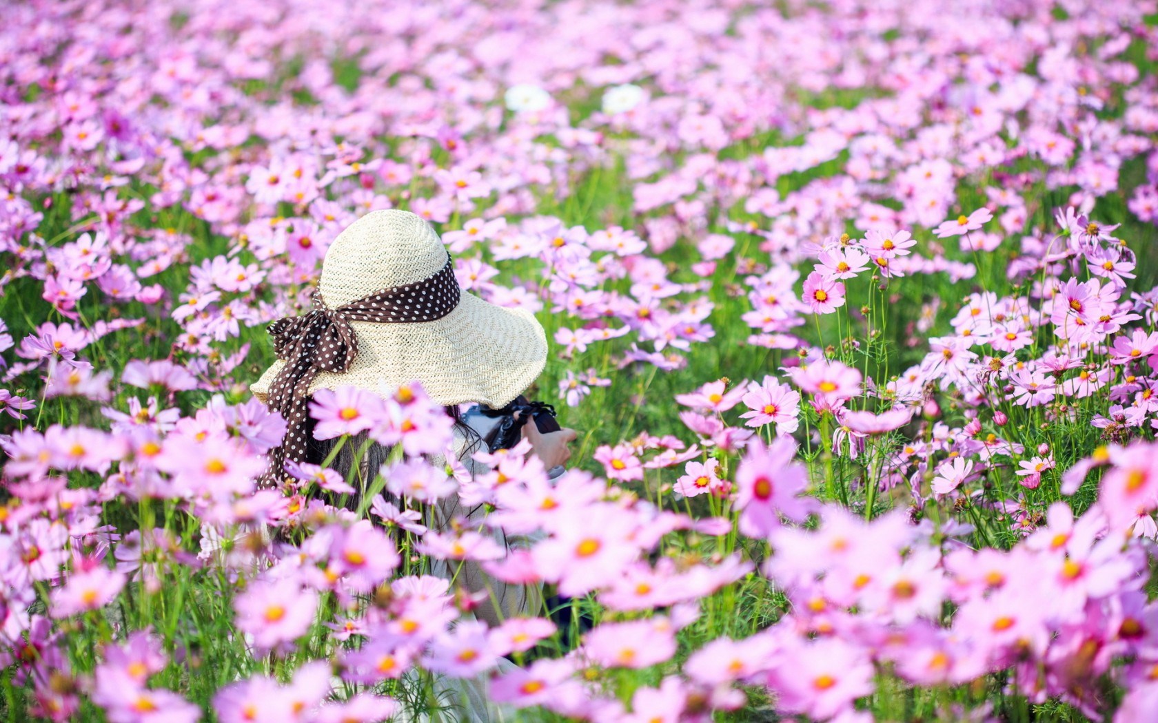 Beautiful Flower Field Wallpaper 42770 1680x1050px