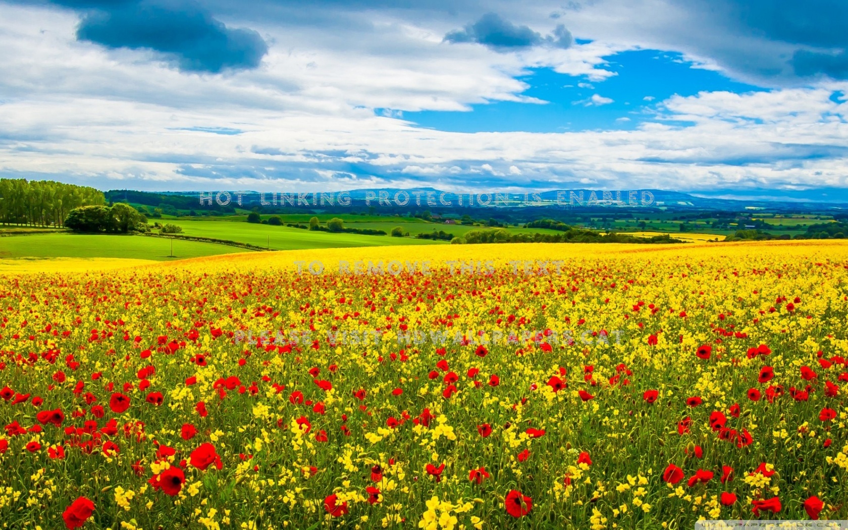 flower field in spring poppies blue sky