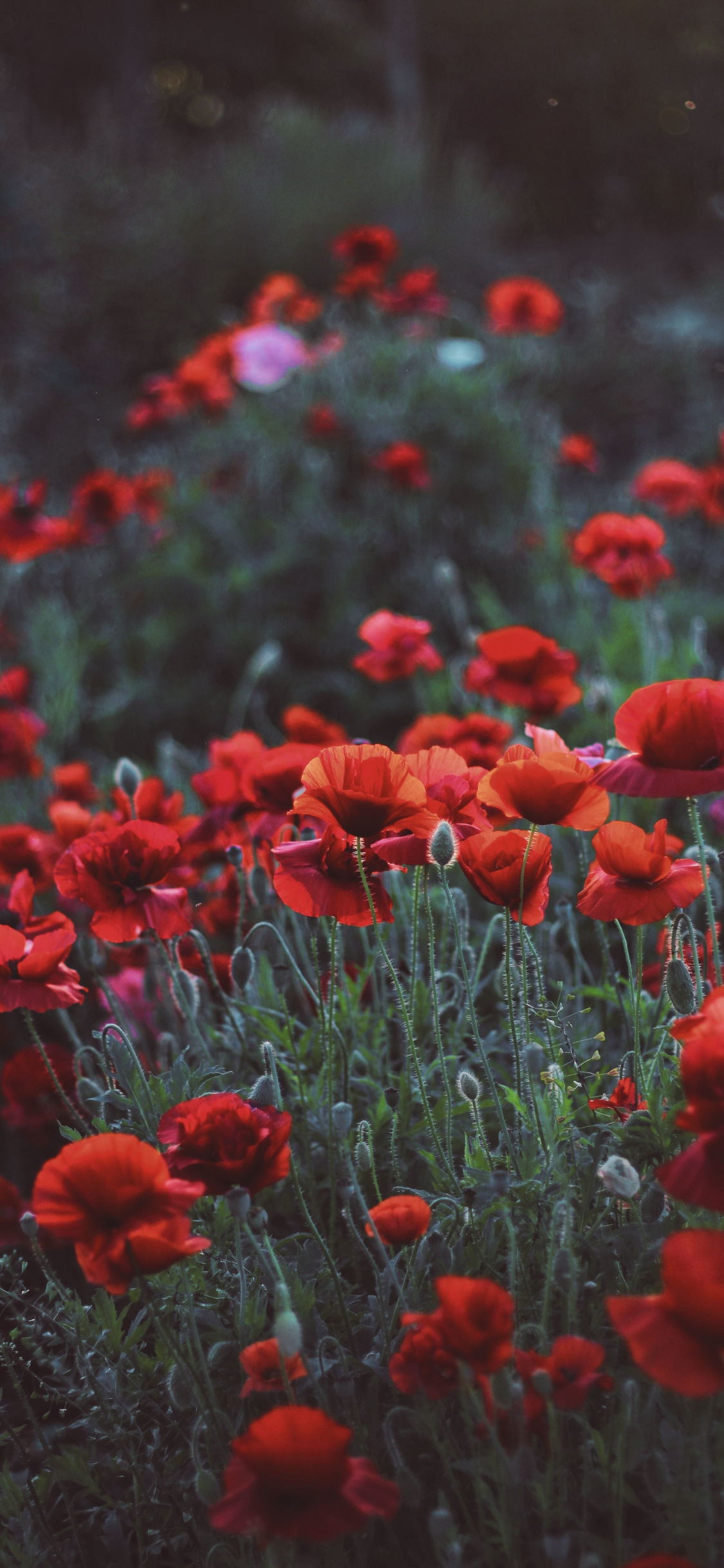 Download poppies, flower field, meadow, spring 1125x2436 wallpaper, iphone x, 1125x2436 HD image, background, 6701