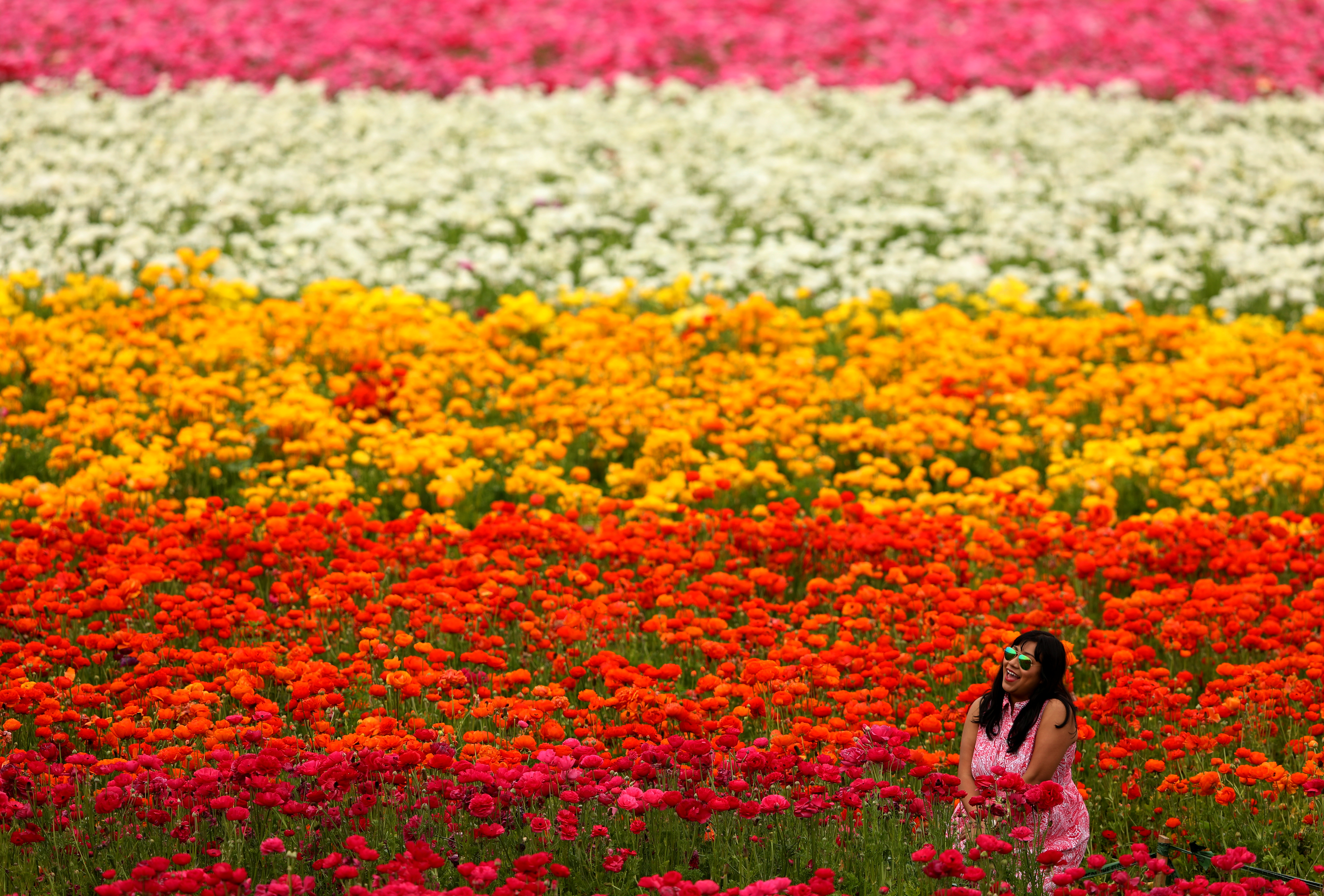 Spring: See Photo of Flowers Blooming All Over the World