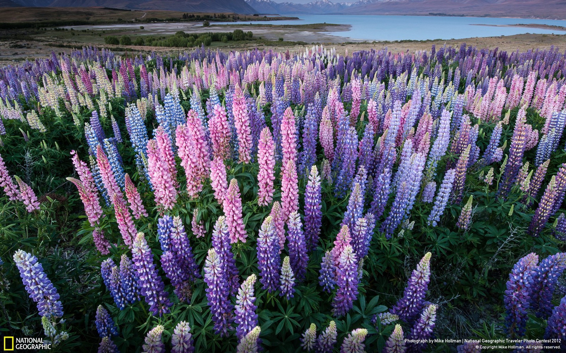 Lupins Lake Tekapo New Zealand National Geographic Wallpaper