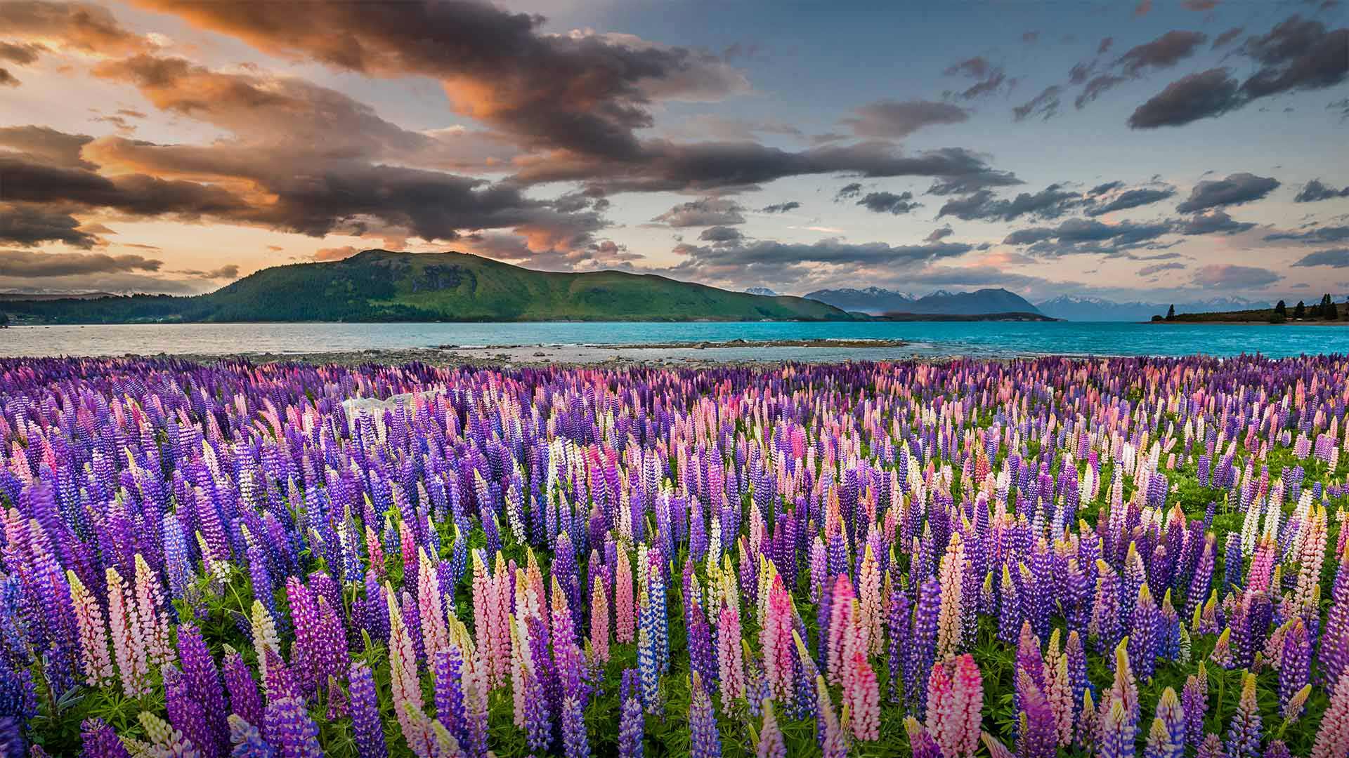 Lupins on the shores of Lake Tekapo in New Zealand. [1920x1080]