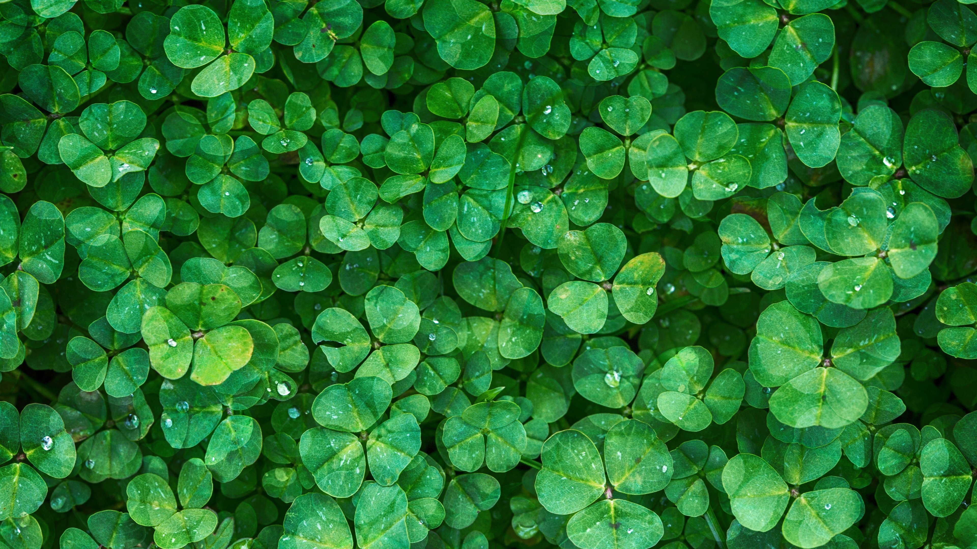 4K Lucky St. Patrick's Day Wallpaper