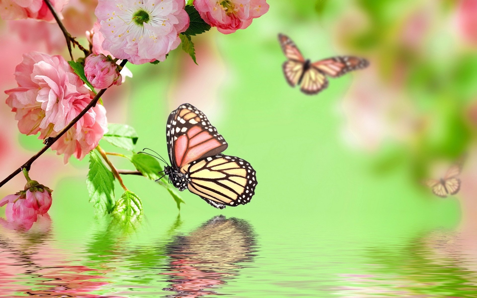 flowers, Background, Butterfly, Bokeh, J Wallpaper HD / Desktop and Mobile Background