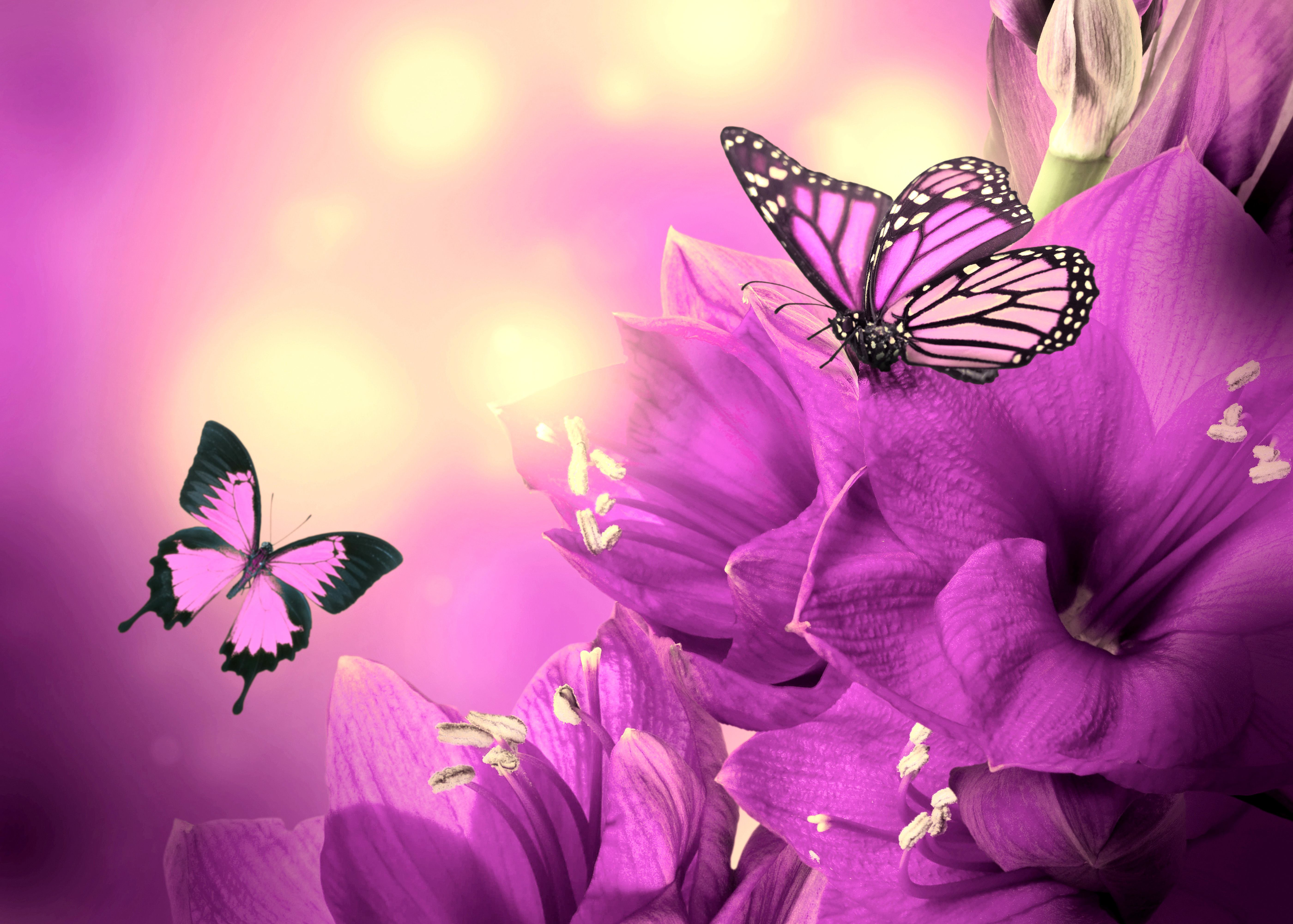 Butterfly HD Wallpaper 1080p Wallpaper & Background Download