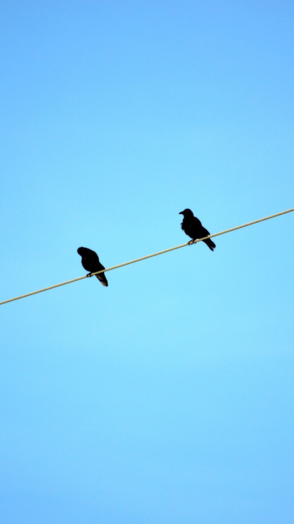 Two Birds On Wire Wallpapers - Wallpaper Cave