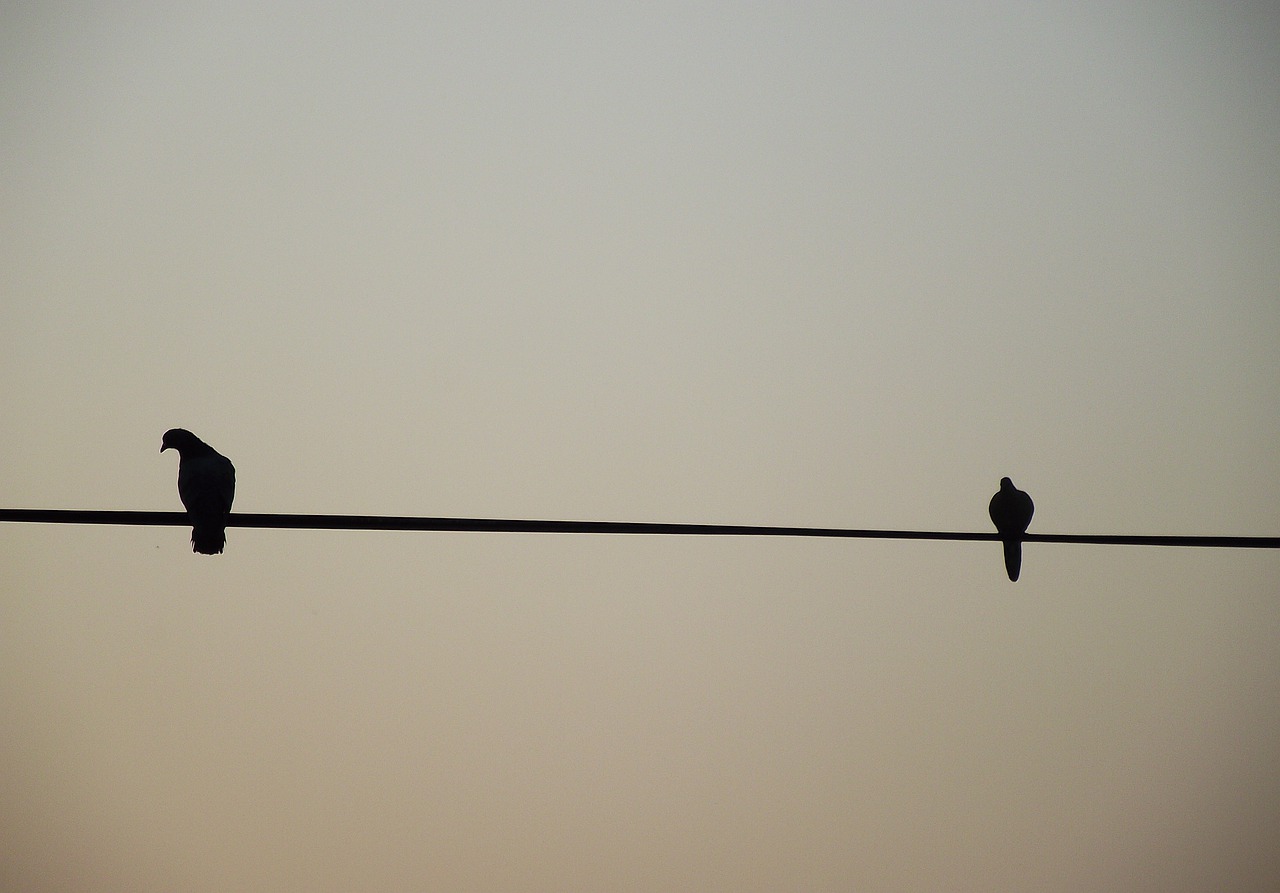 Two Birds On Wire Wallpapers - Wallpaper Cave