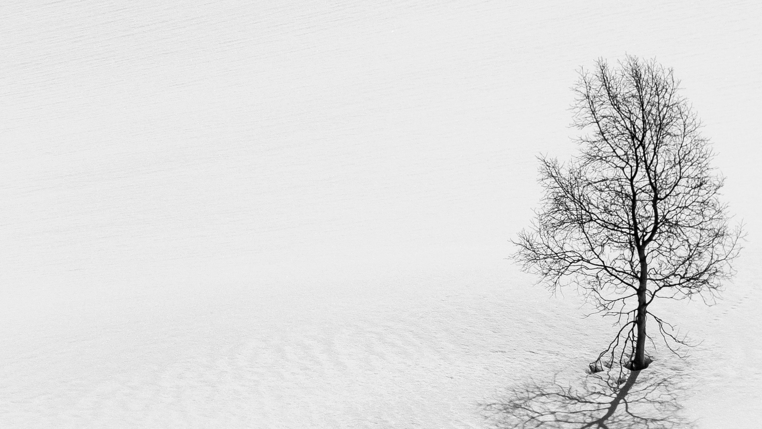 Download wallpaper 2560x1440 tree, snow, minimalism, bw, winter widescreen 16:9 HD background