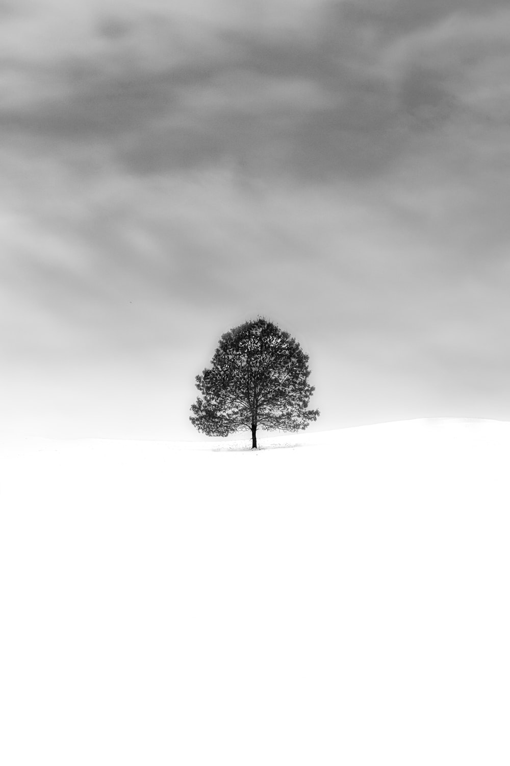 Minimal Tree Picture. Download Free Image