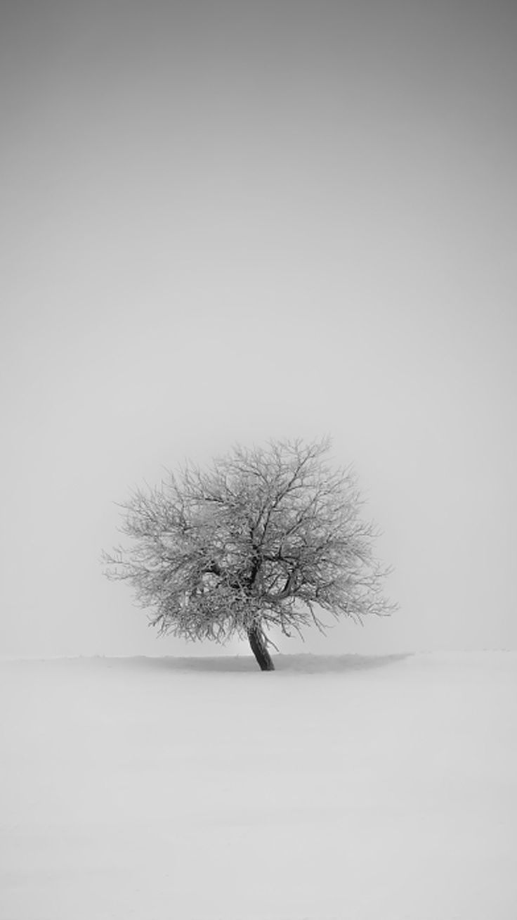 4k minimalist wallpaper 293. Minimalist wallpaper, Winter trees, Tree wallpaper