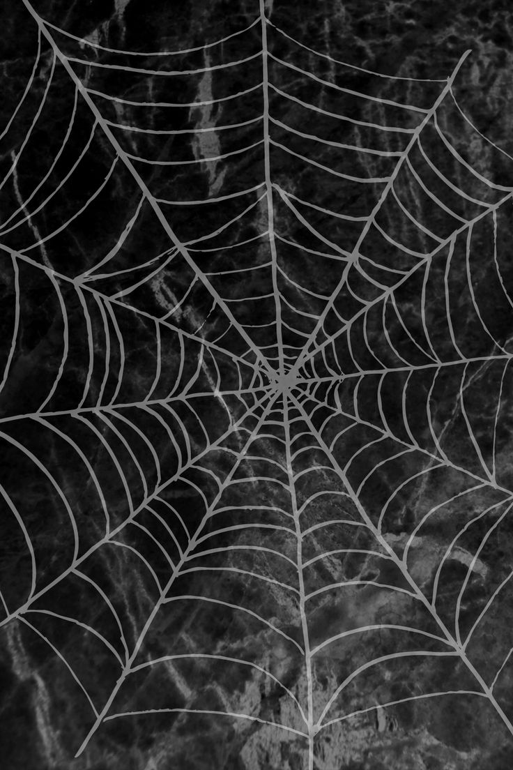 Charlottes Web, black, dark, insect, interesting, nature, silk, spider, web,  HD phone wallpaper | Peakpx