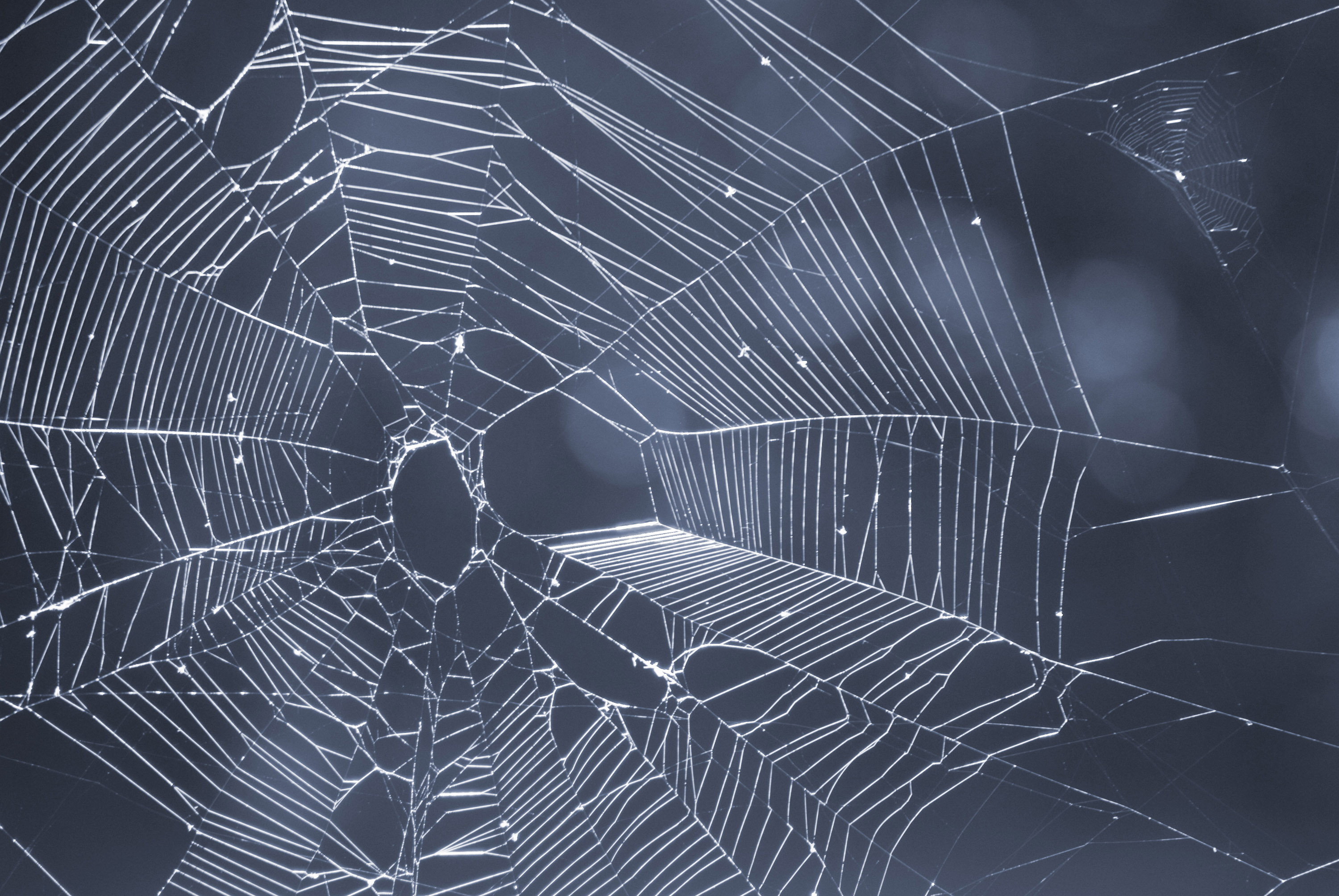 Free download Spider Web Background submited image [3000x2008] for your Desktop, Mobile & Tablet. Explore Spider Web Background. Spider Web Wallpaper, Spider Wallpaper, HD Spider Wallpaper