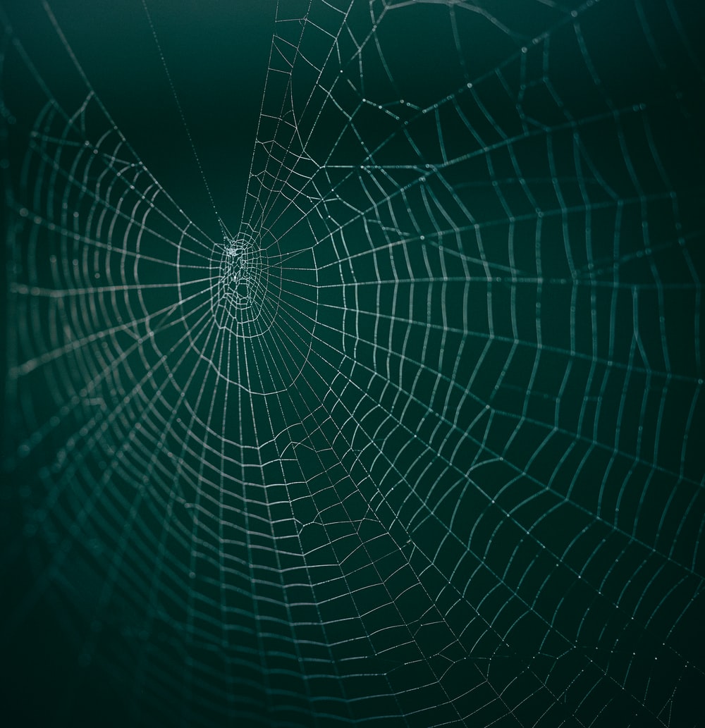 Cobweb Wallpapers - Wallpaper Cave
